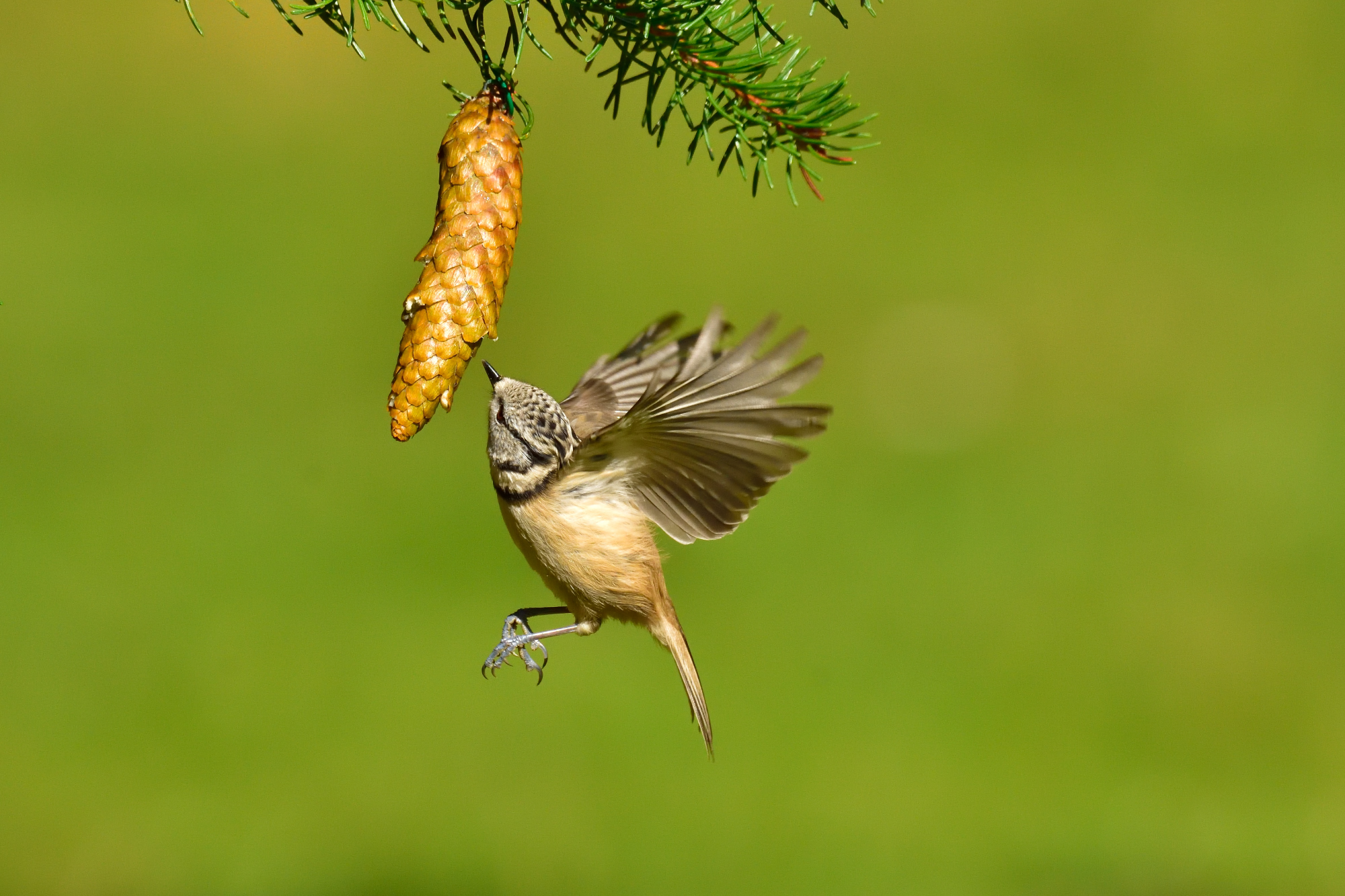 Crested tit