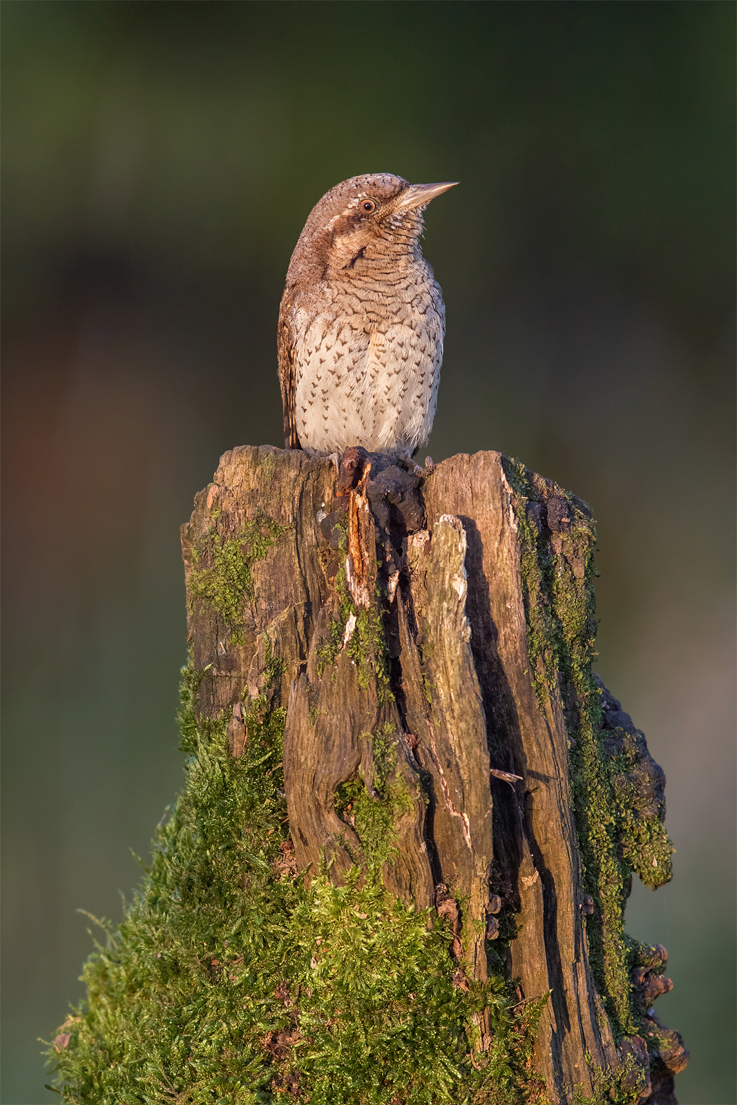 Eurasian wryneck