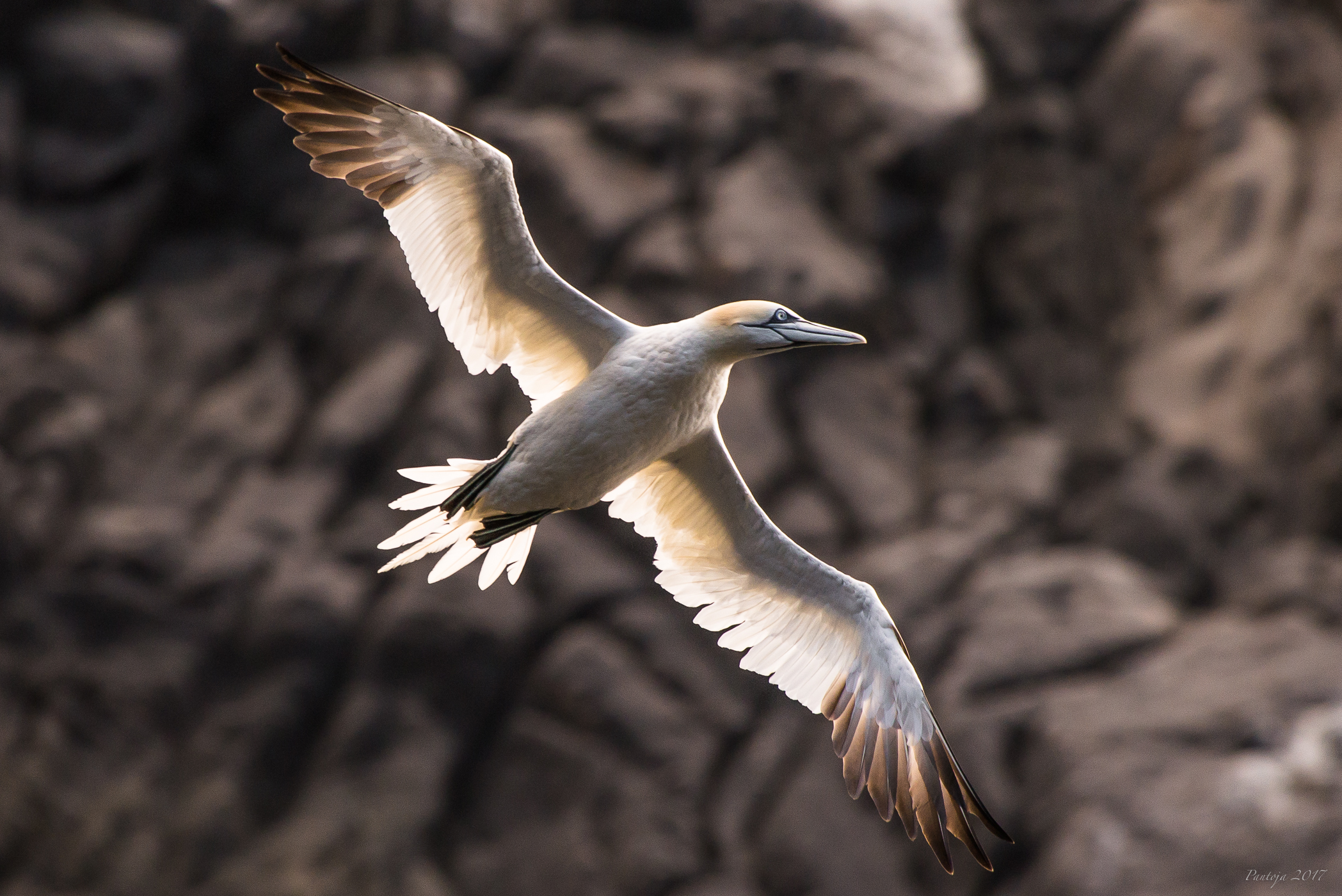 Northern Gannet
