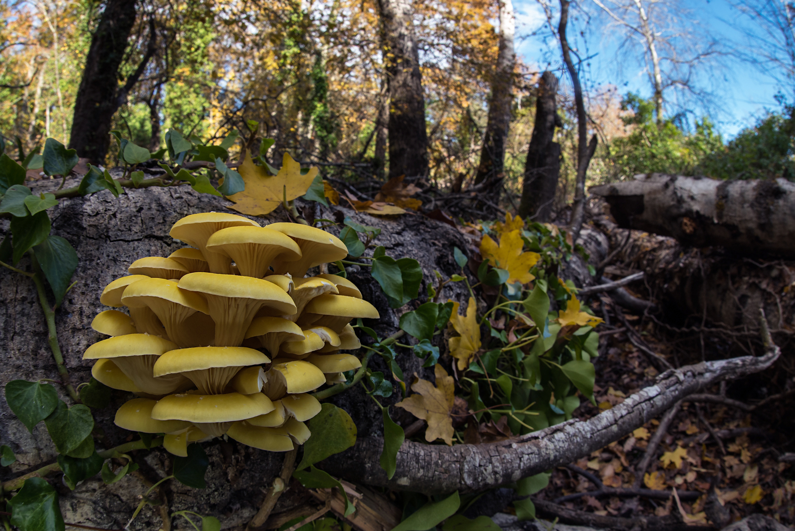 Pleurotus cornucopiae var. citrinopileatus