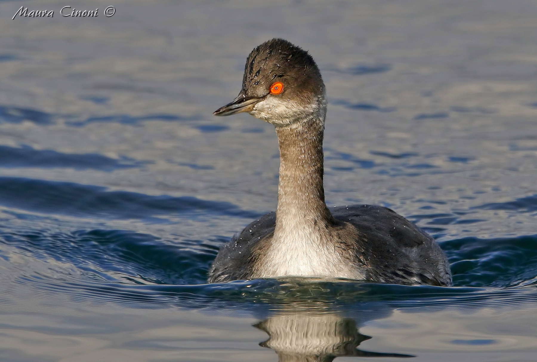 Little grebe in winter dress