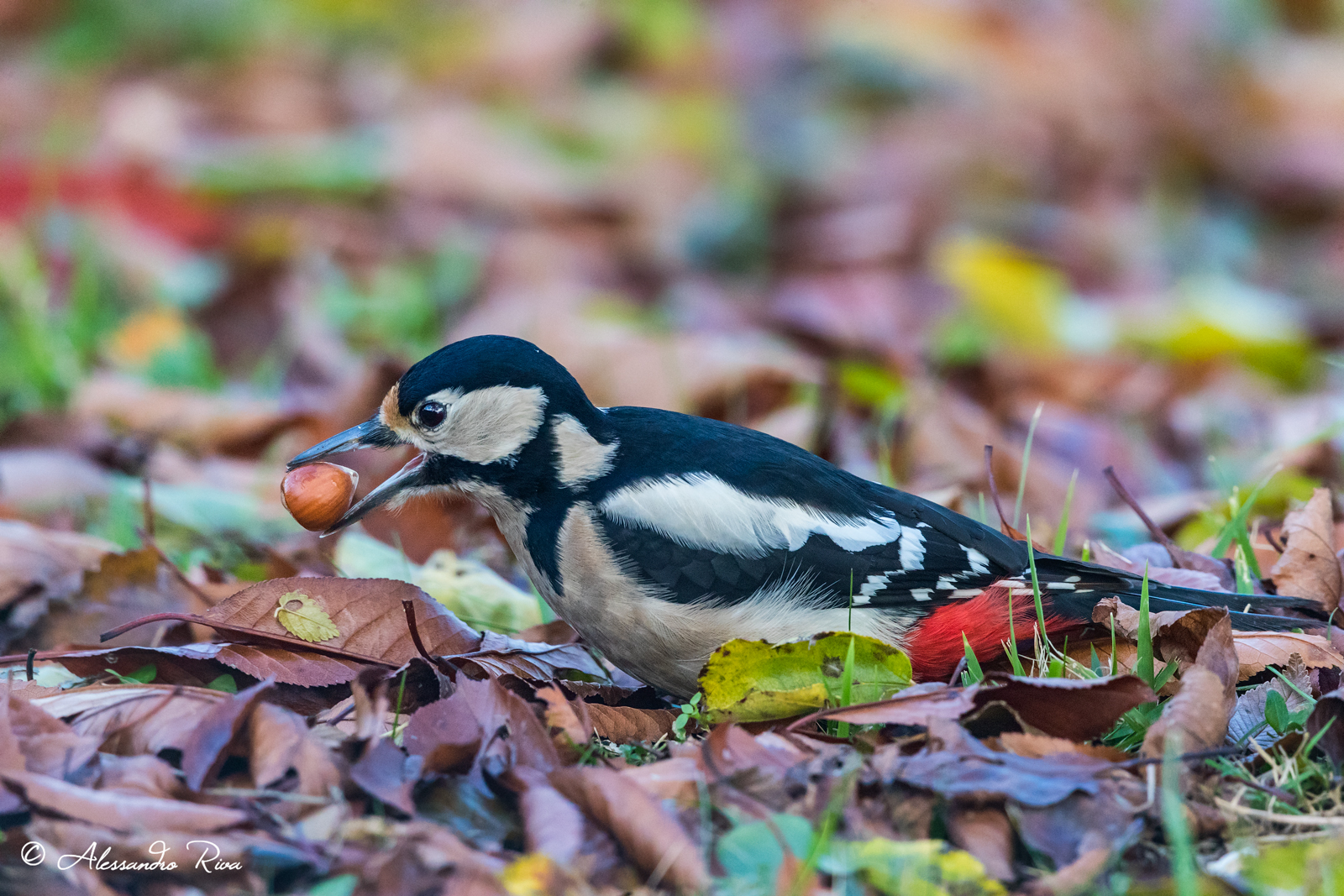 Red woodpecker