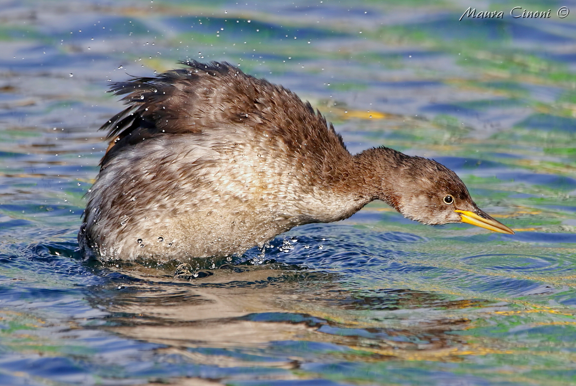 Red-necked grebe in winter dress
