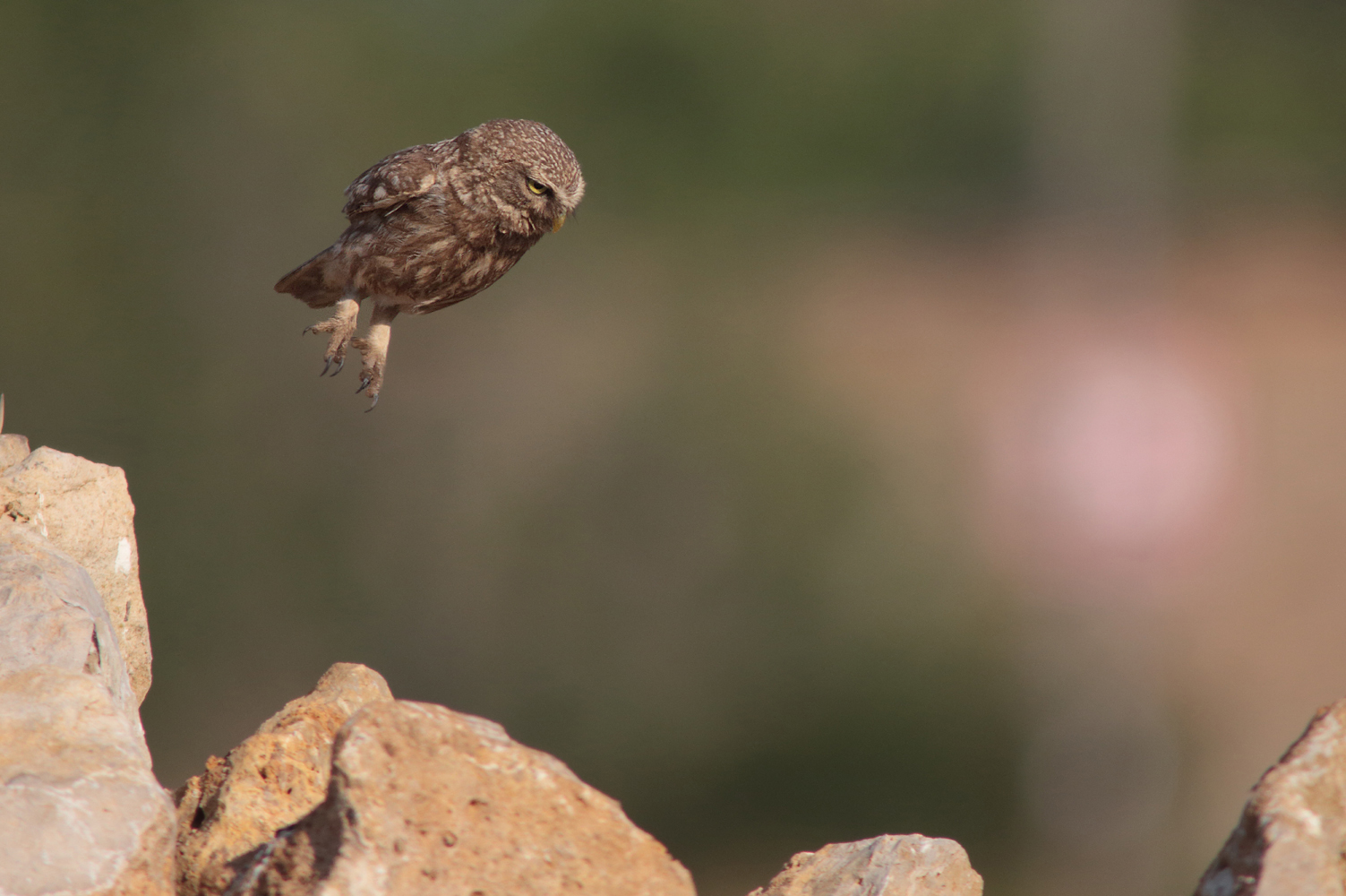 The jump of the owl