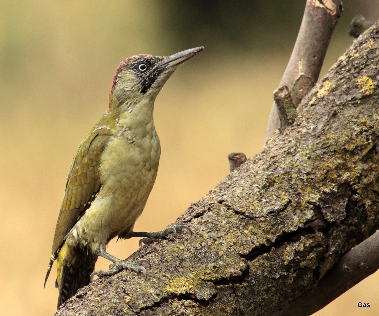 green woodpecker