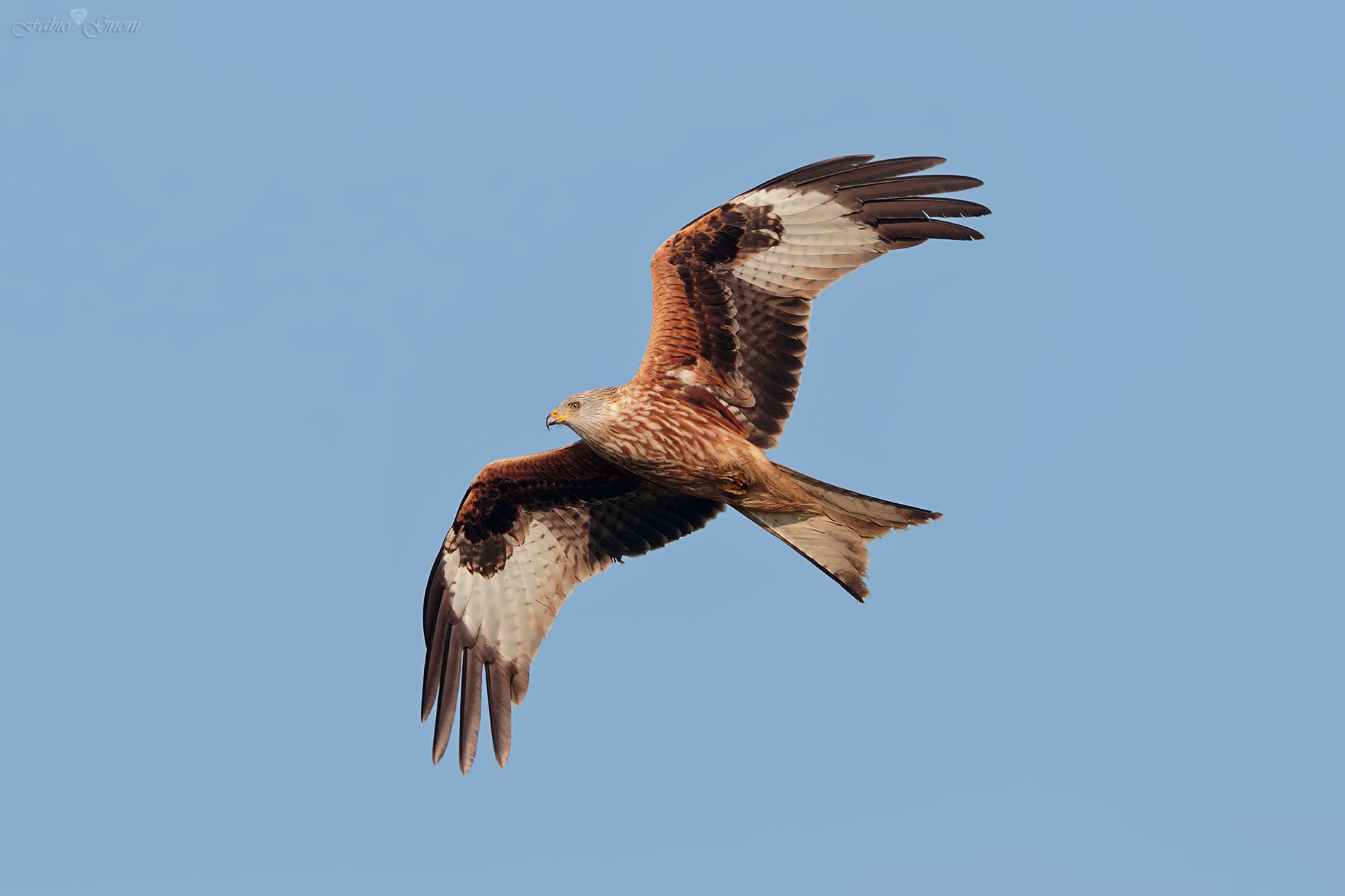 red kite