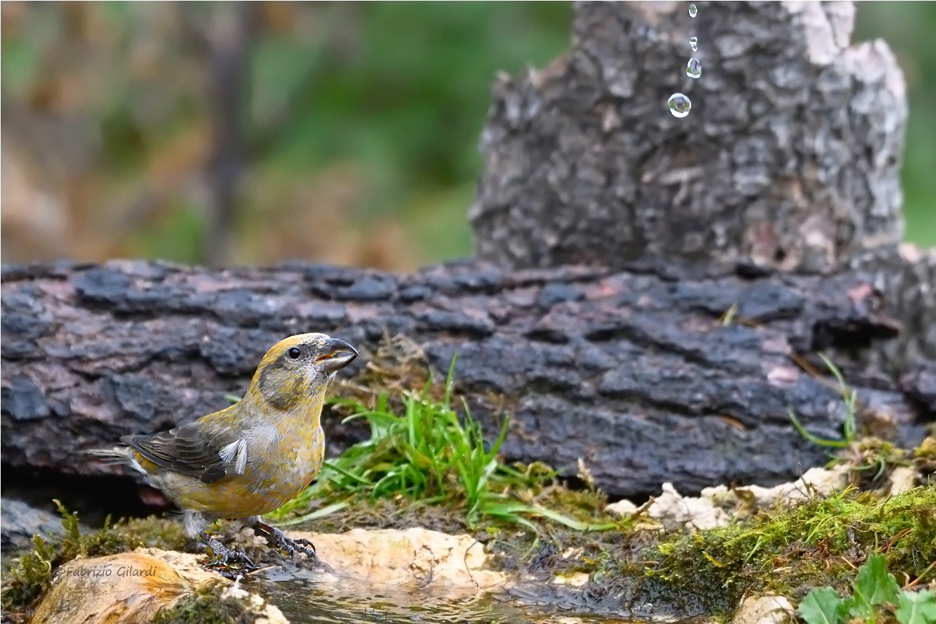 Cruises (Loxia curvirostra) ... enchanted by the drops ..