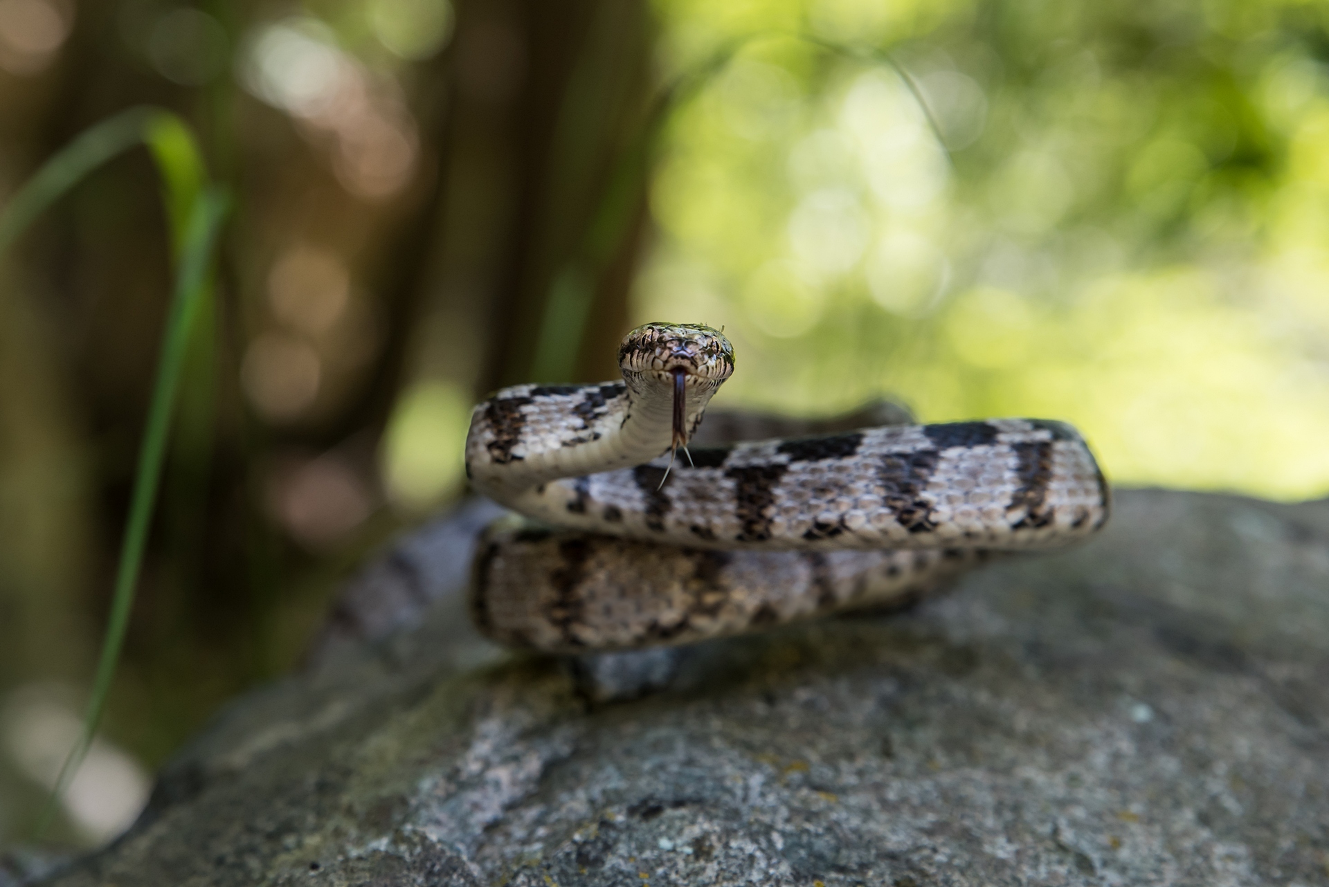 Cat Snake (Telescopus fallax) in defense pose