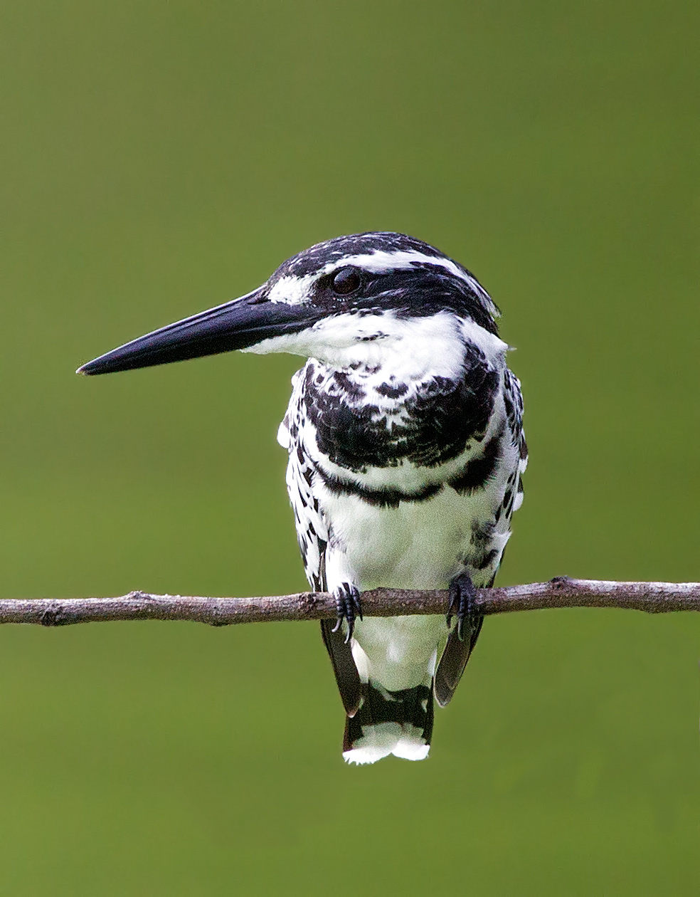 pied kingfisher, male.