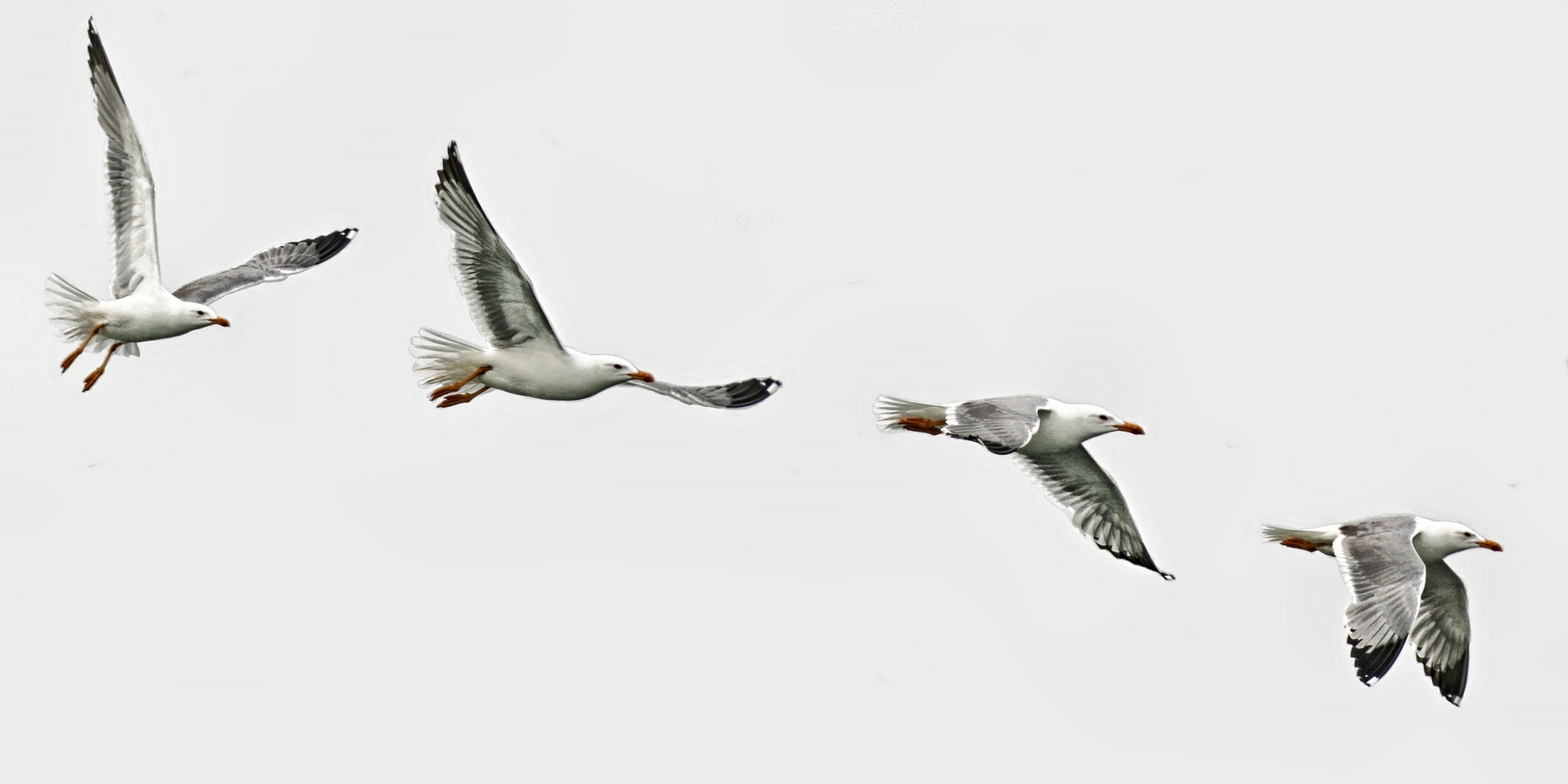 The perfect flight sequence