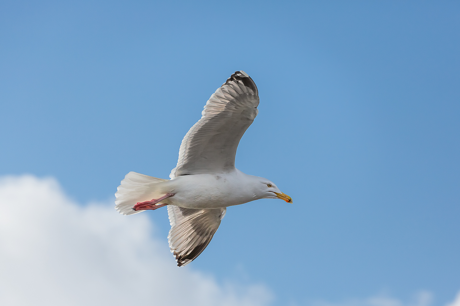 Northern Seagull (Larus argentatus)