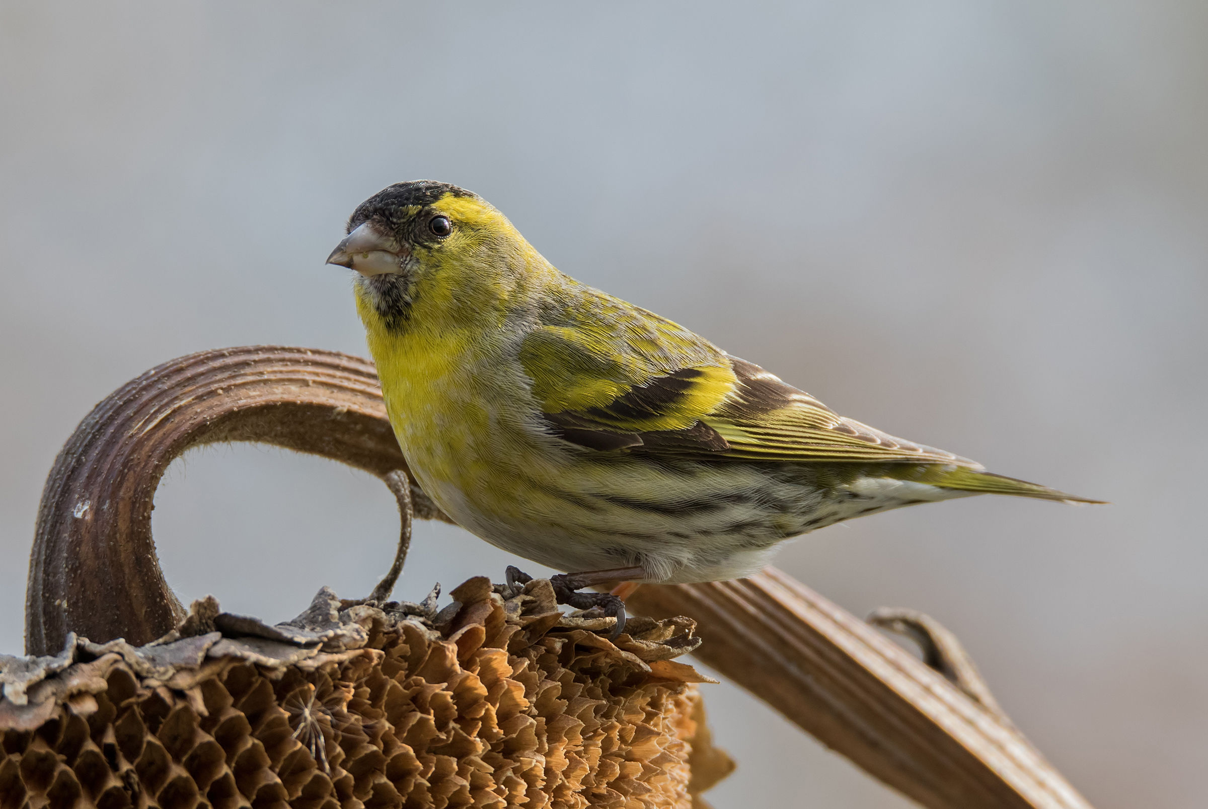 Siskin