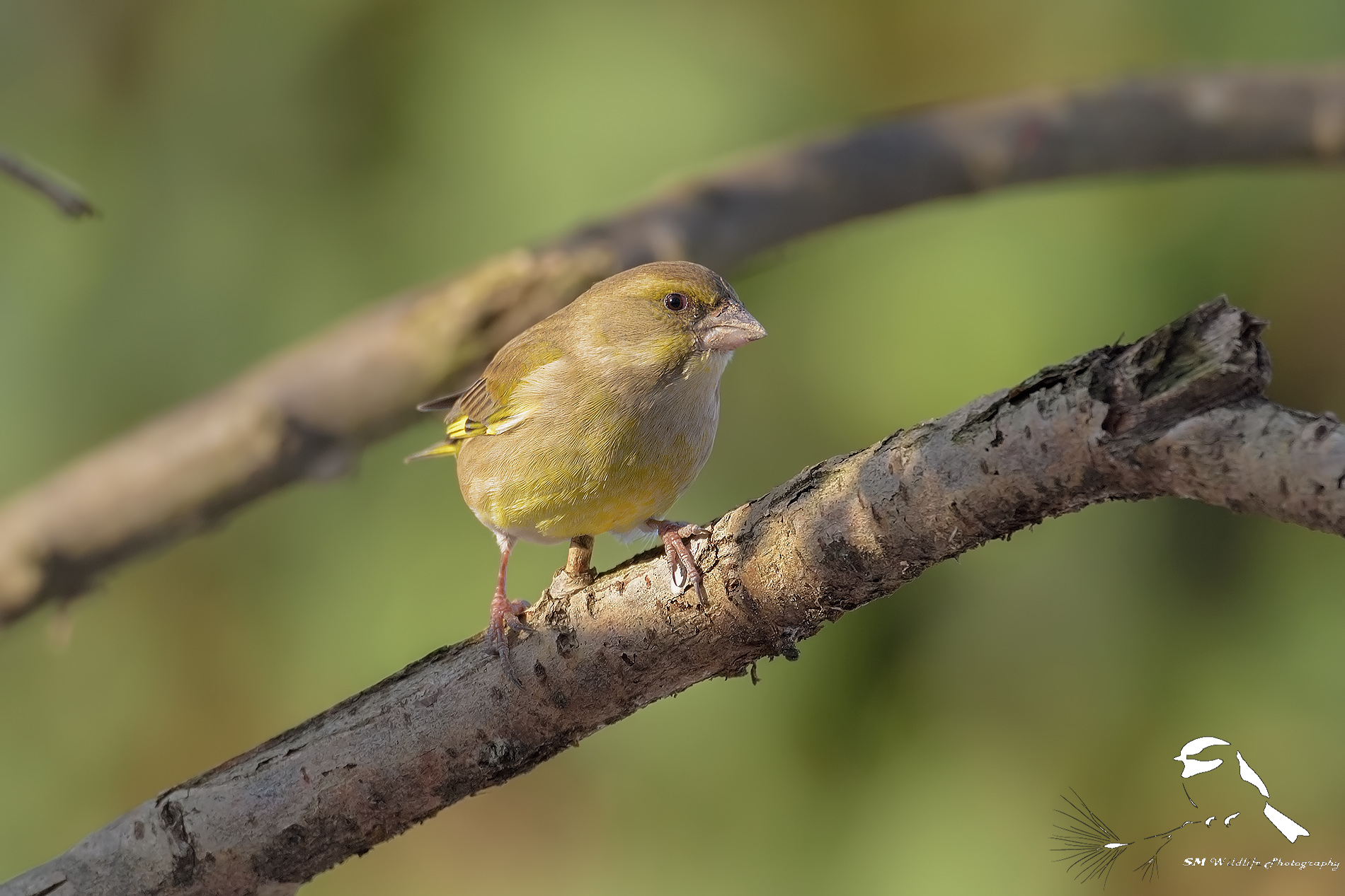 Verdone (Chloris chloris)