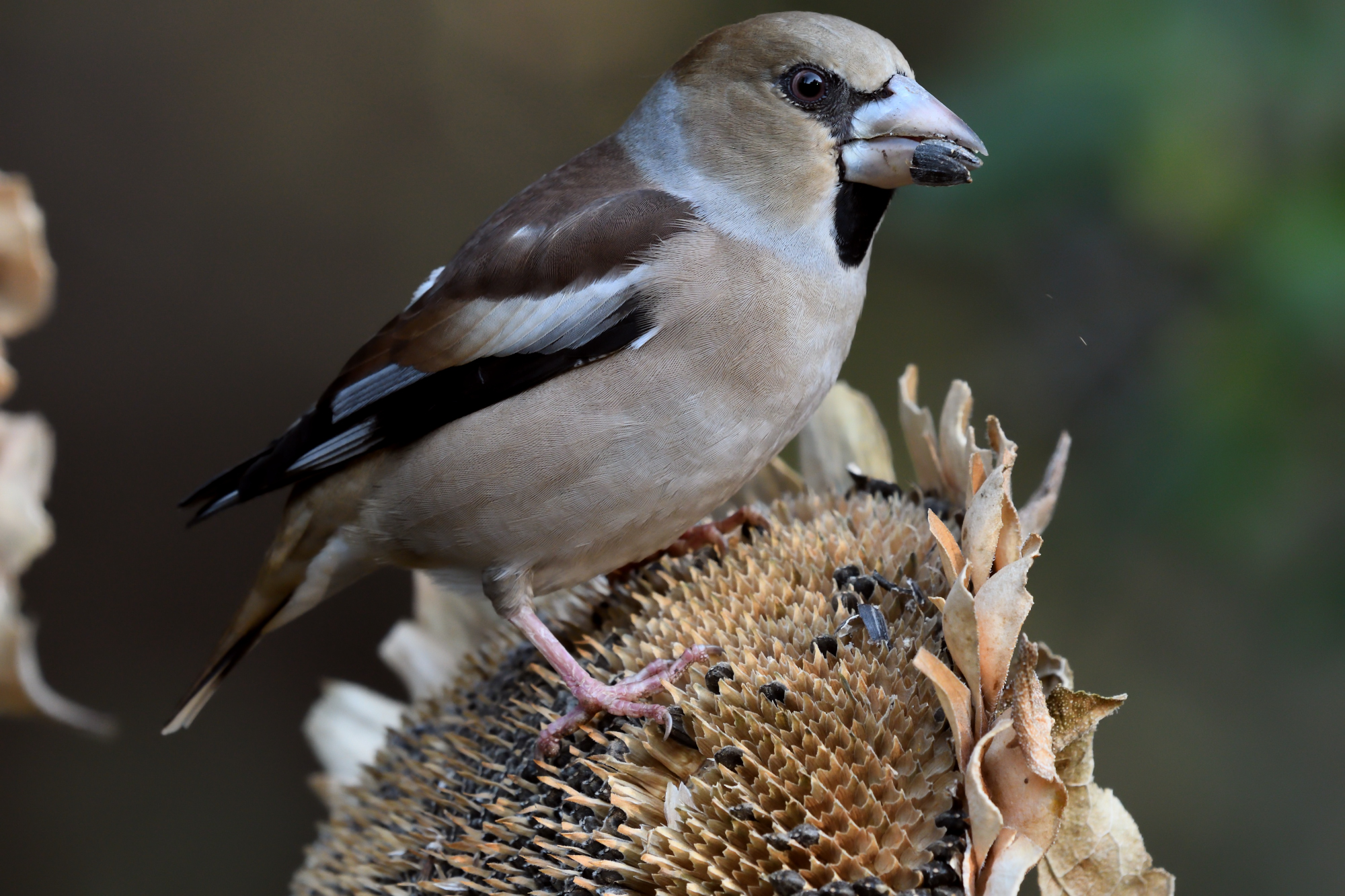 Grosbeak