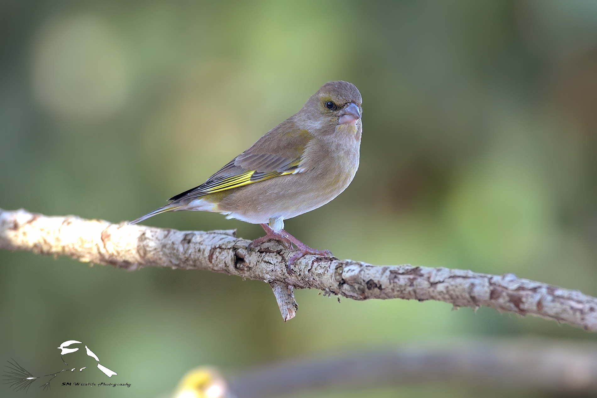 Verdone Female (Chloris chloris)