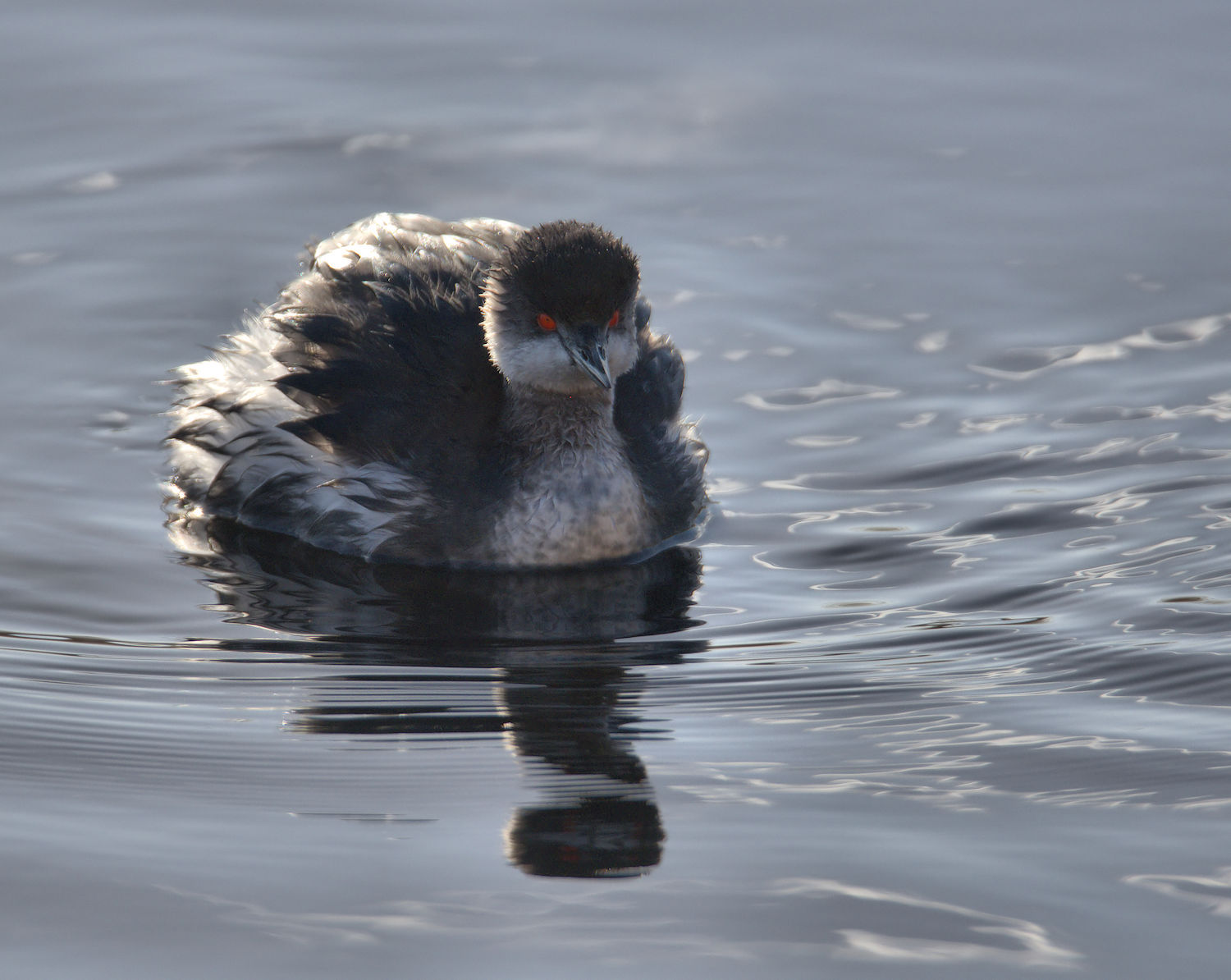 Small grebe