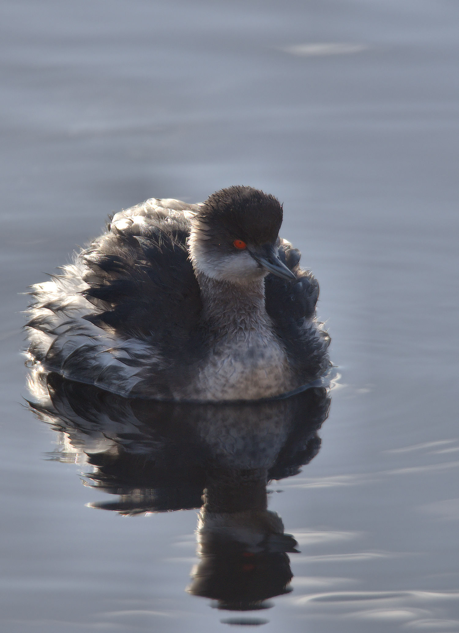 Small grebe