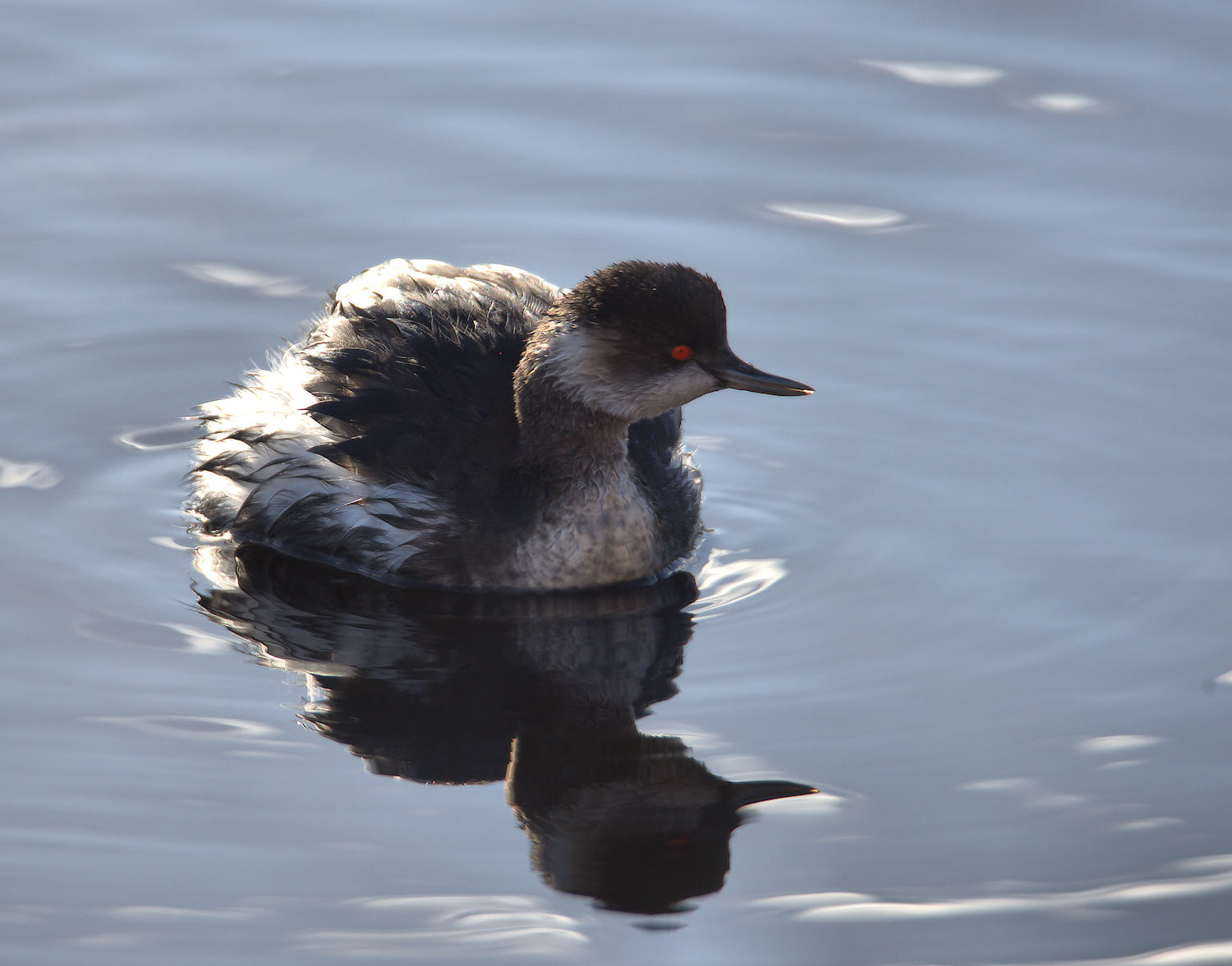Small grebe