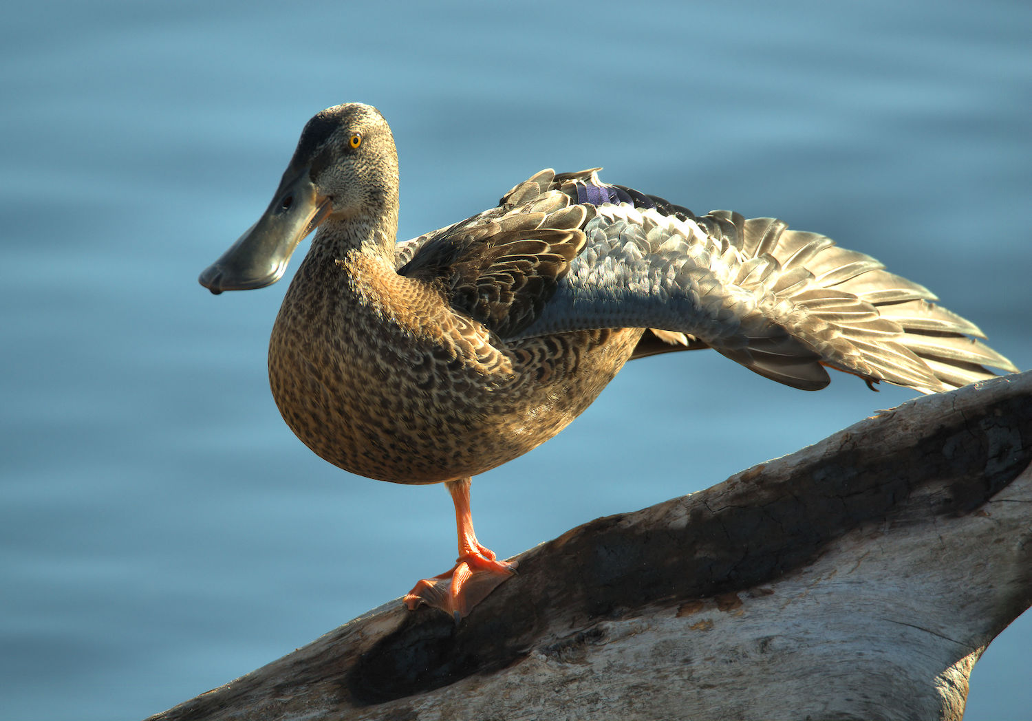 Female shoveler