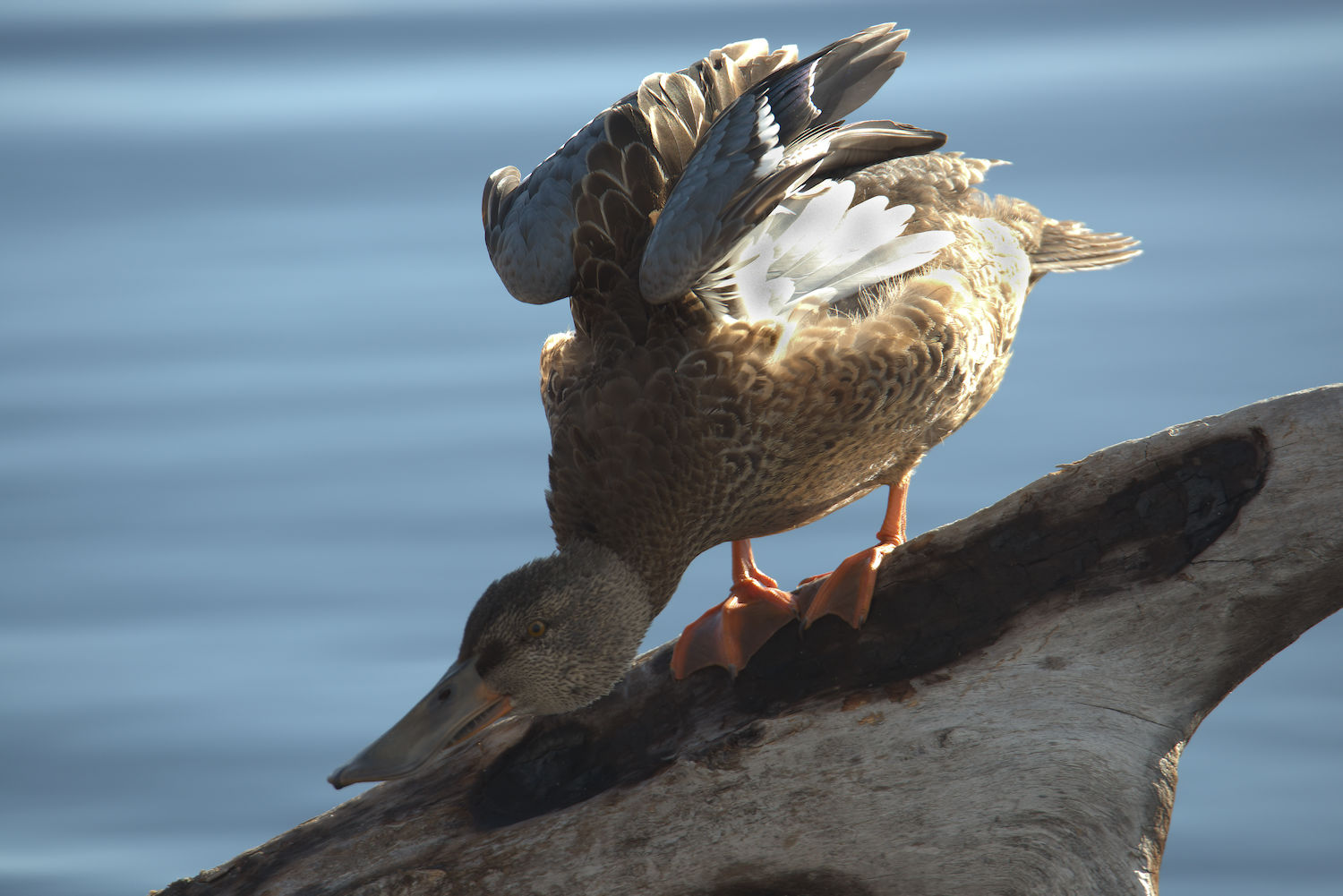 Female shoveler