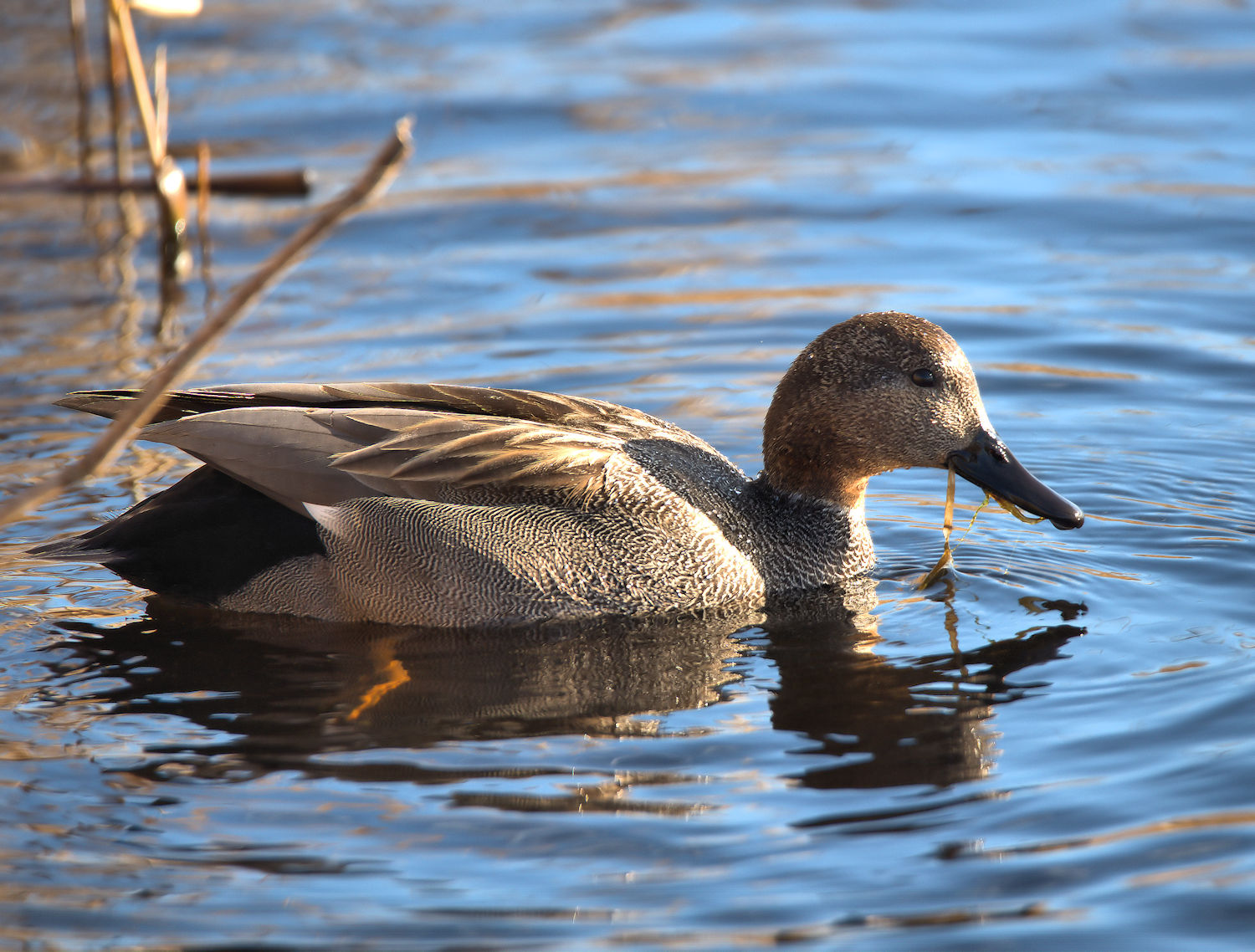 Male gadwall