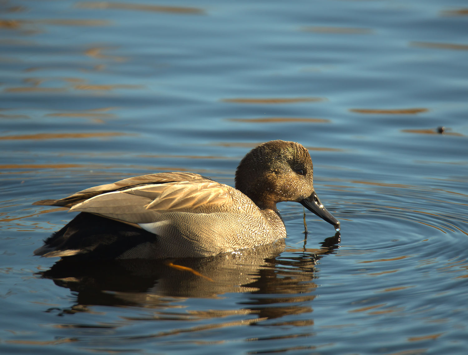 Male gadwall