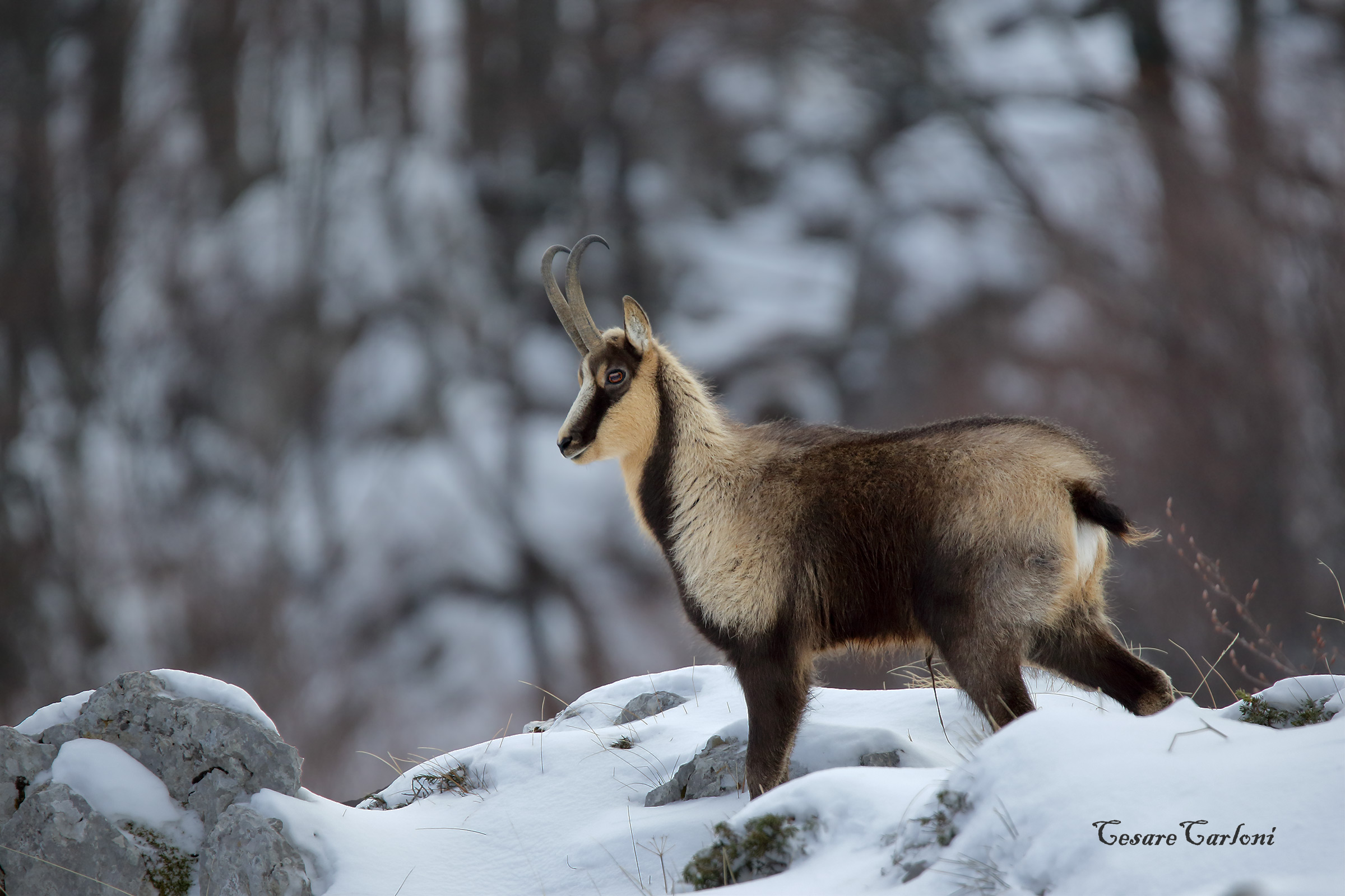Apennine chamois