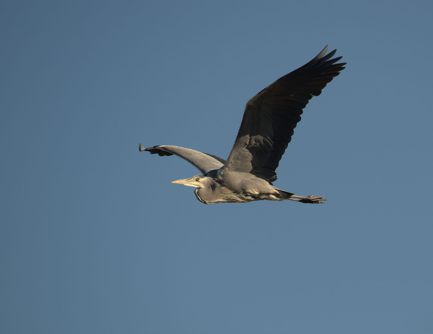 Gray heron
