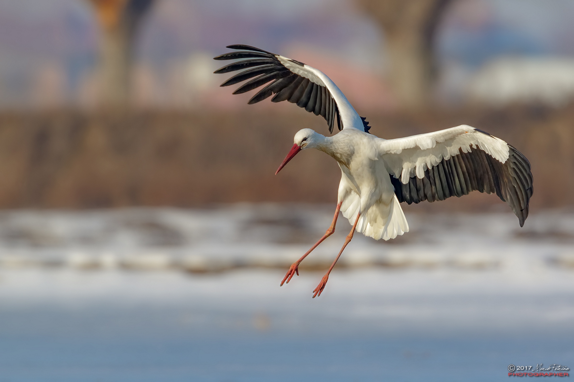 White stork (Ciconia ciconia) - White stork