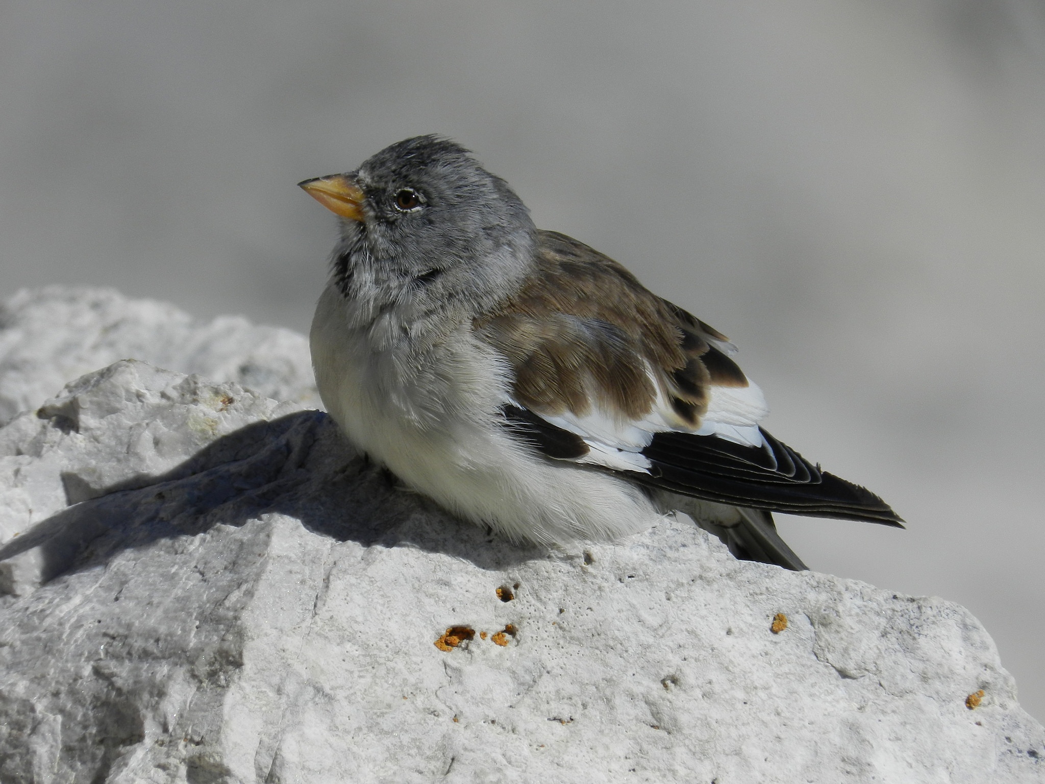Alpine chaffinch