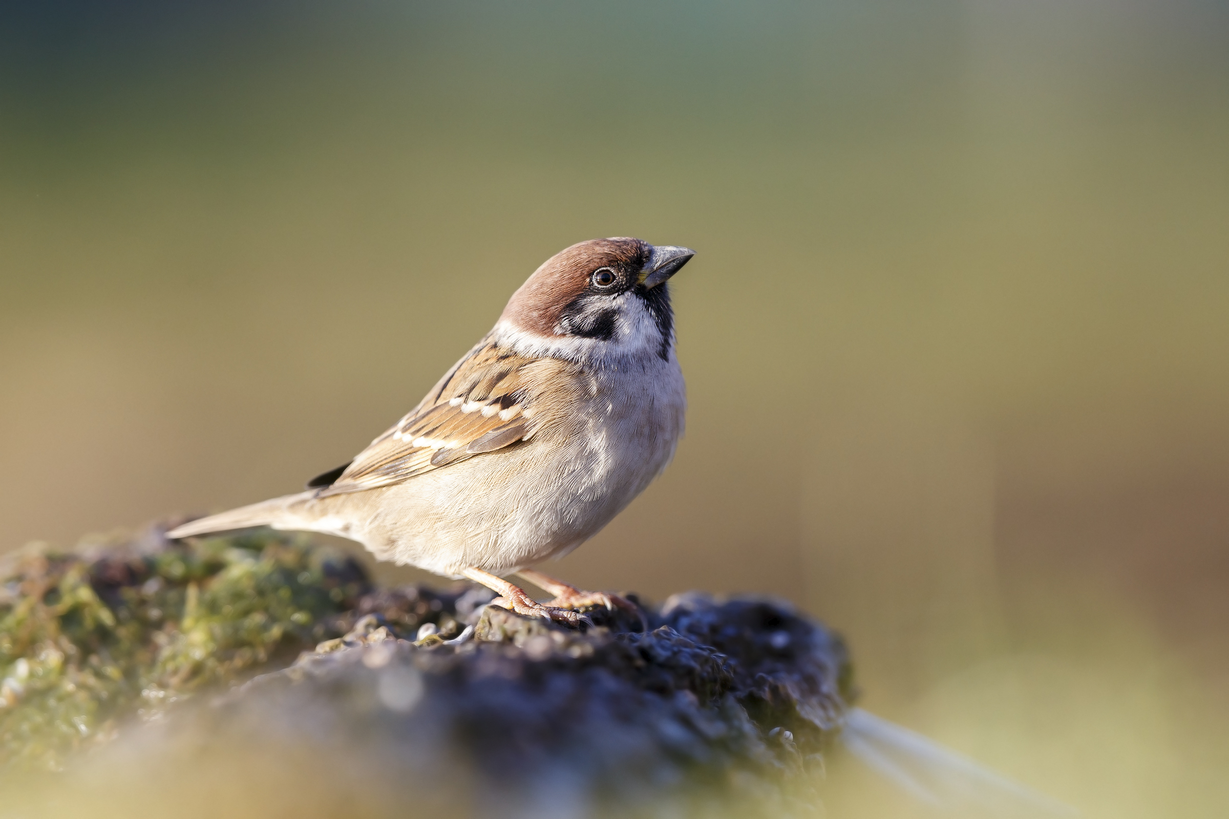 Sparrow Mattugia