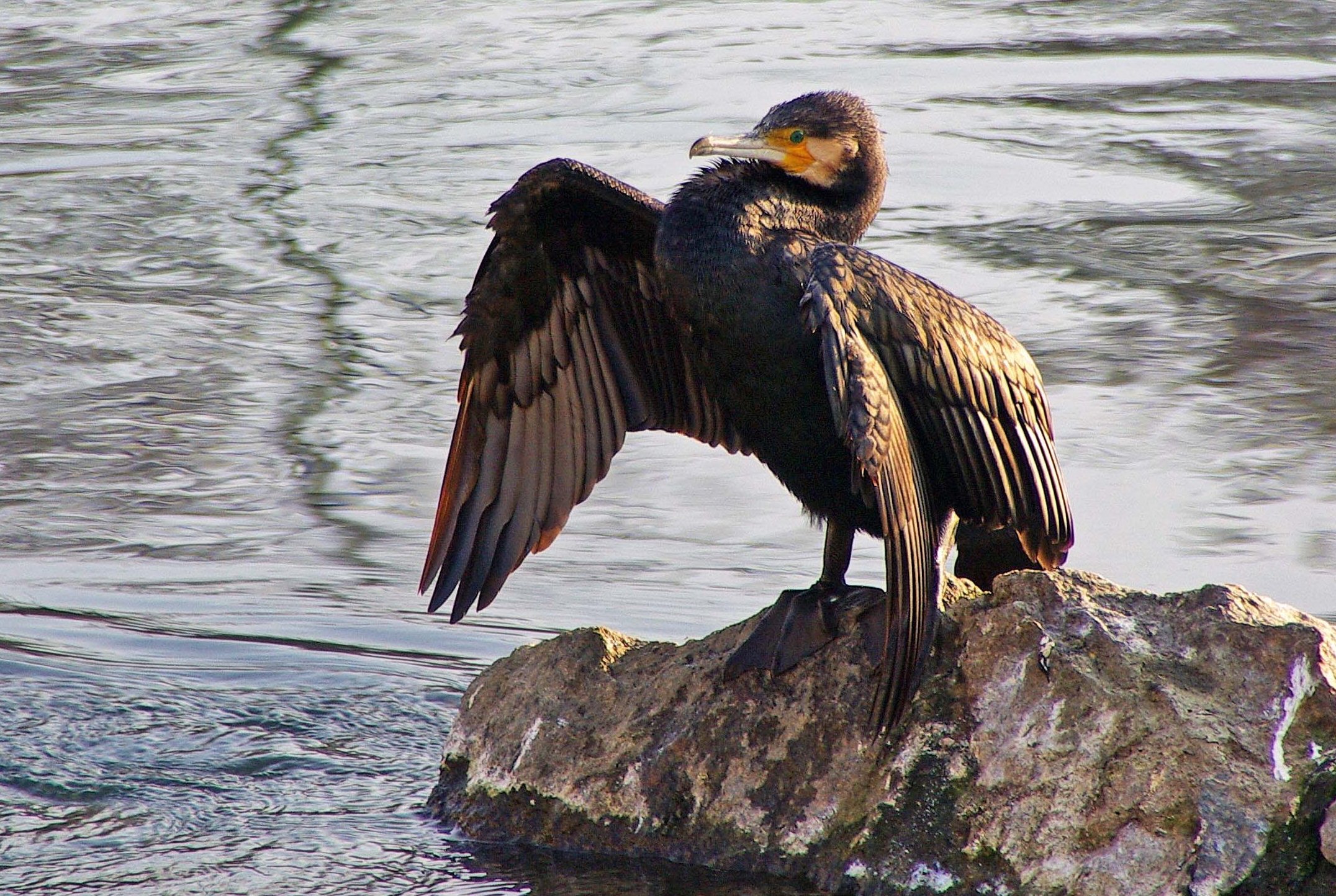 Cormorano sul Po a Torino (Phalacrocorax carbo)