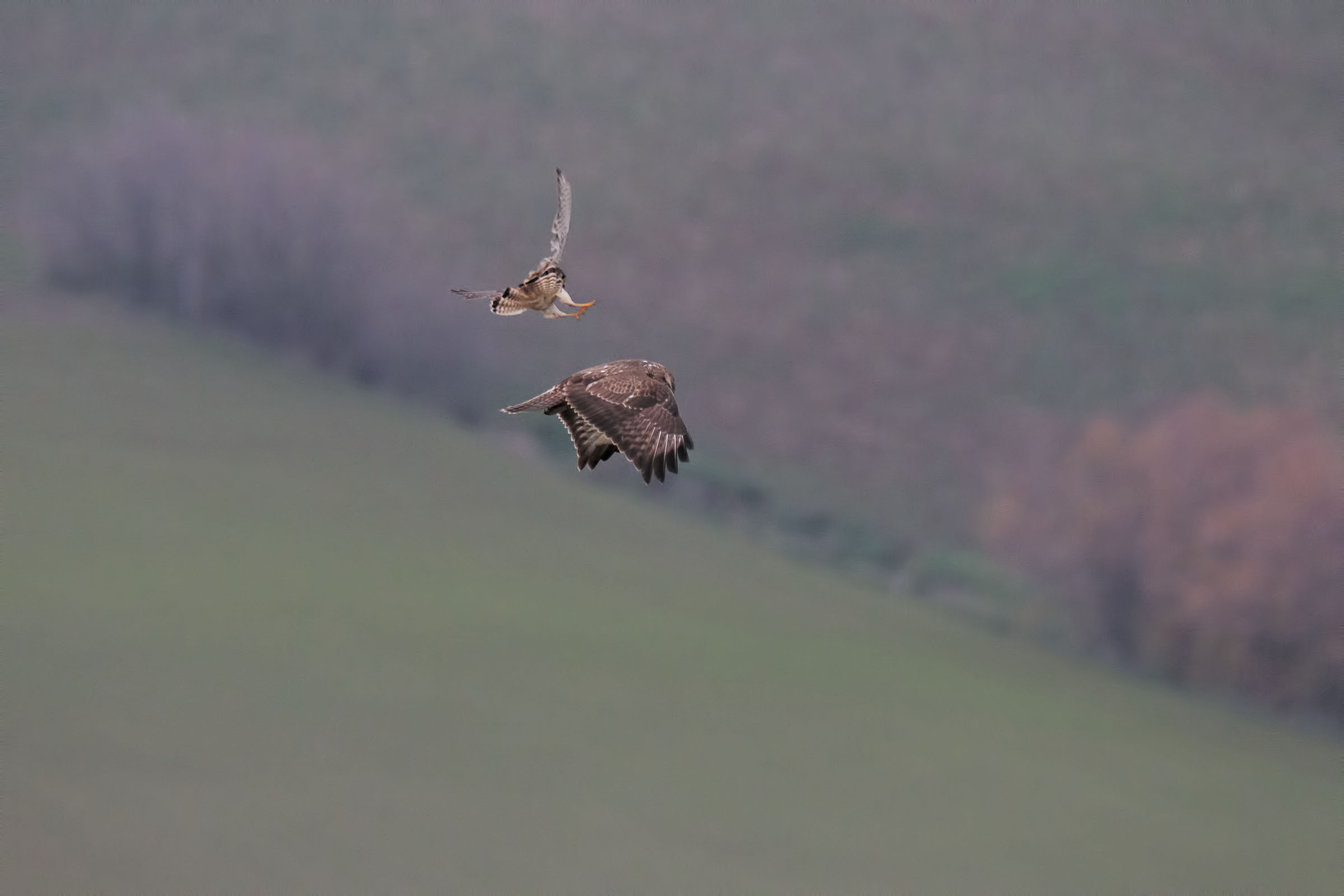 Banzai ..... Gheppio vs Poiana