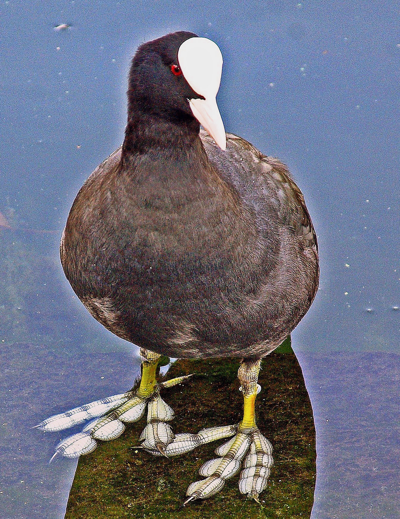 Folaga (Lake of Levico)