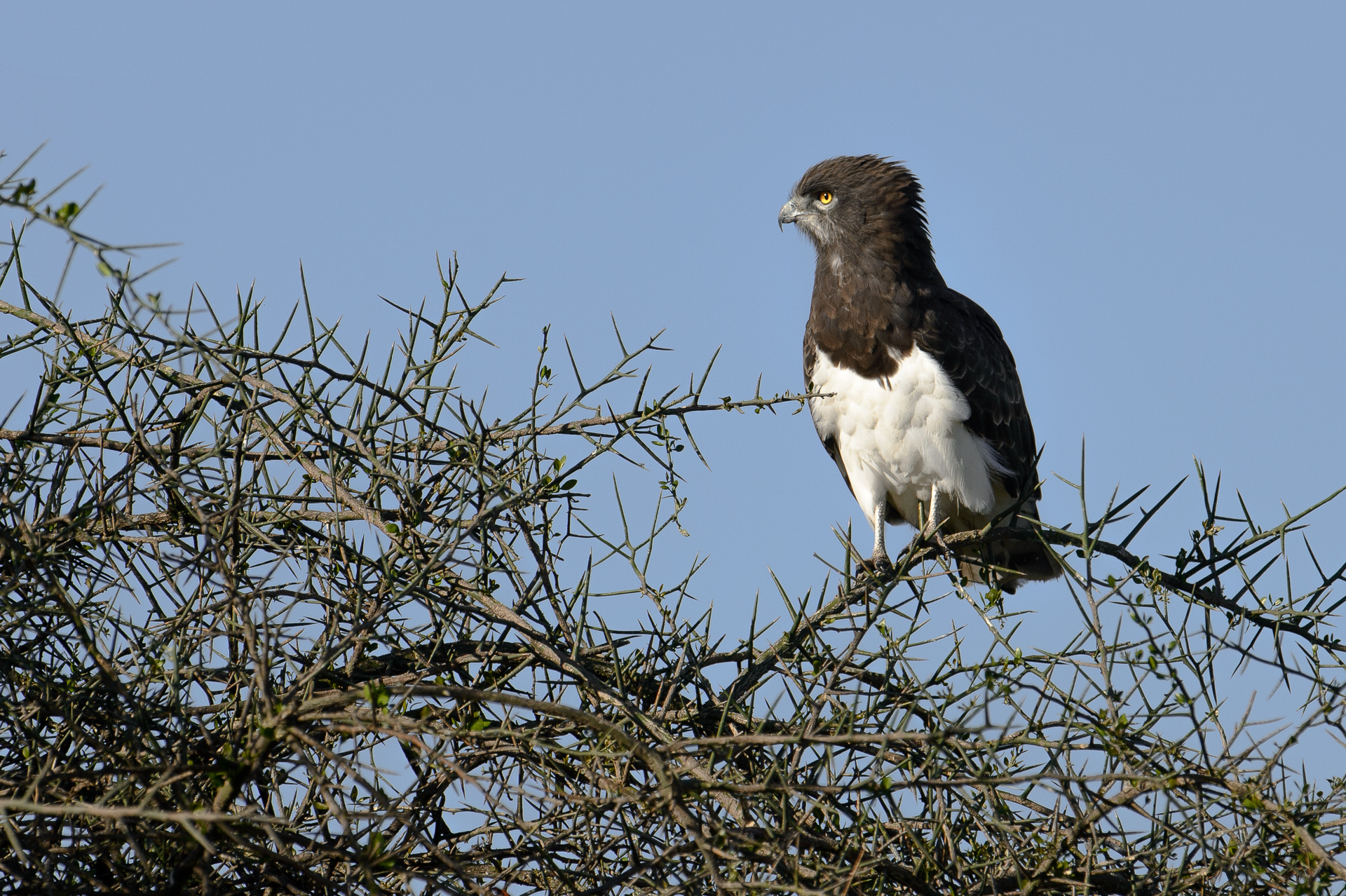 martial eagle