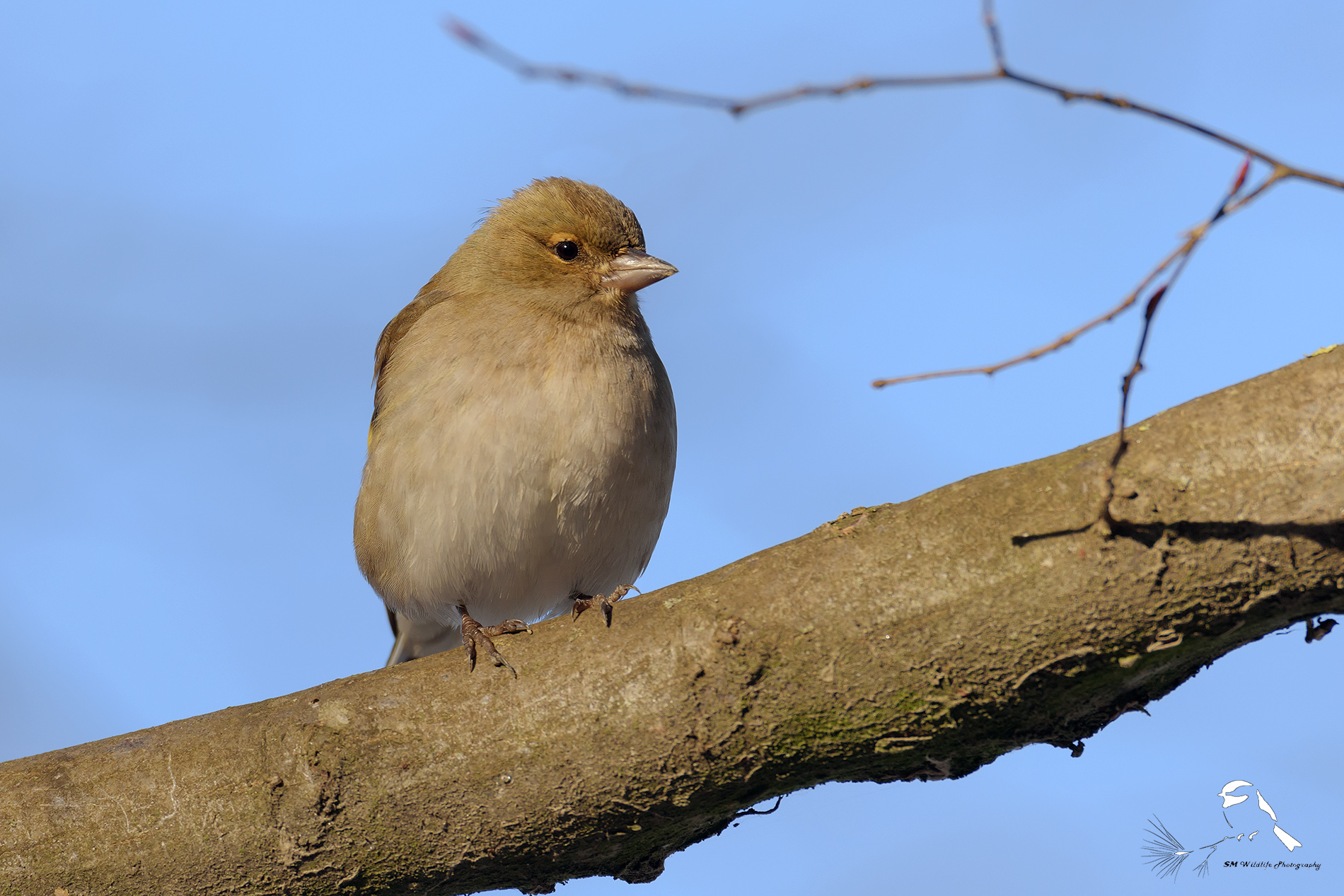 Chaffinch Female (Fringilla coelebs)