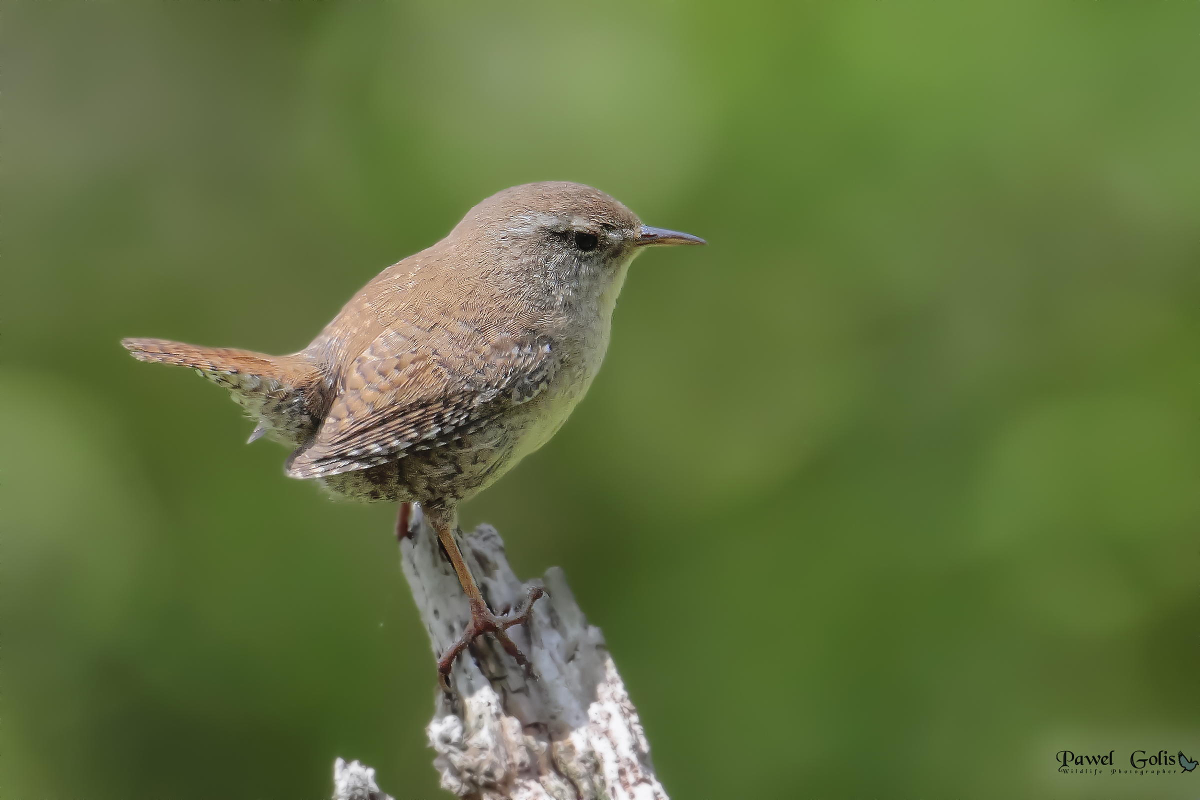 Wren