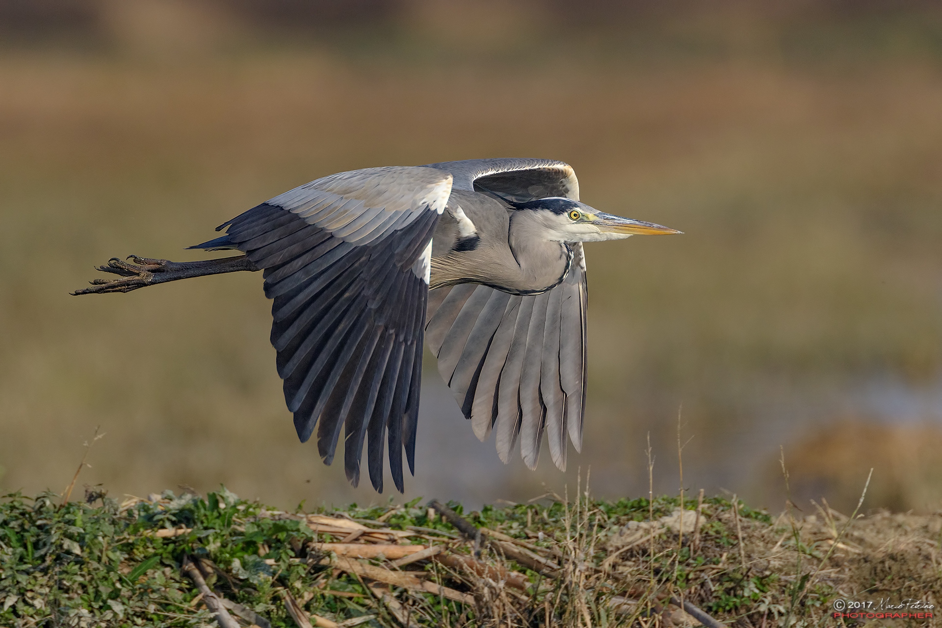 Gray heron (Ardea cinerea) - Gray heron