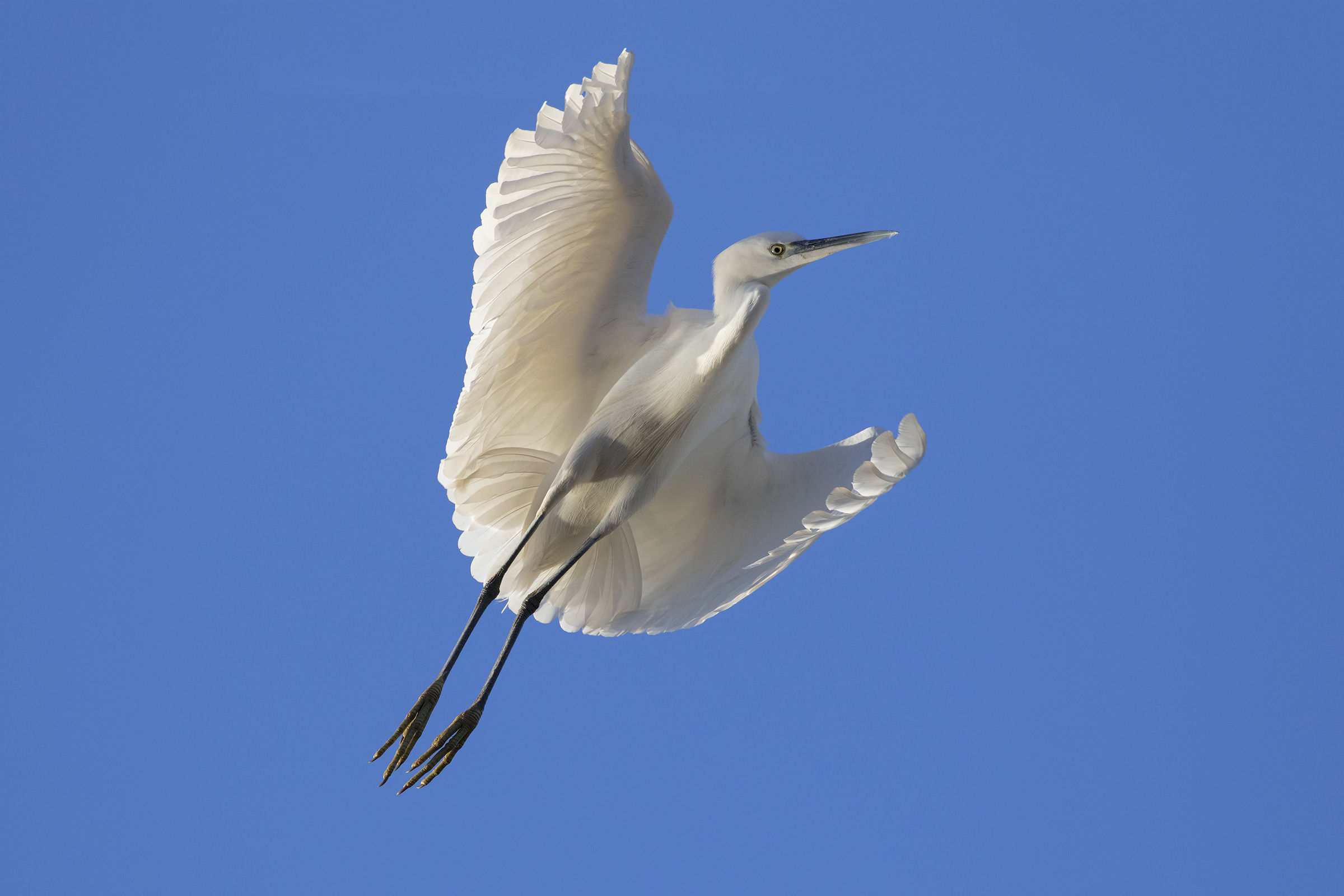 Flying Steering Egret