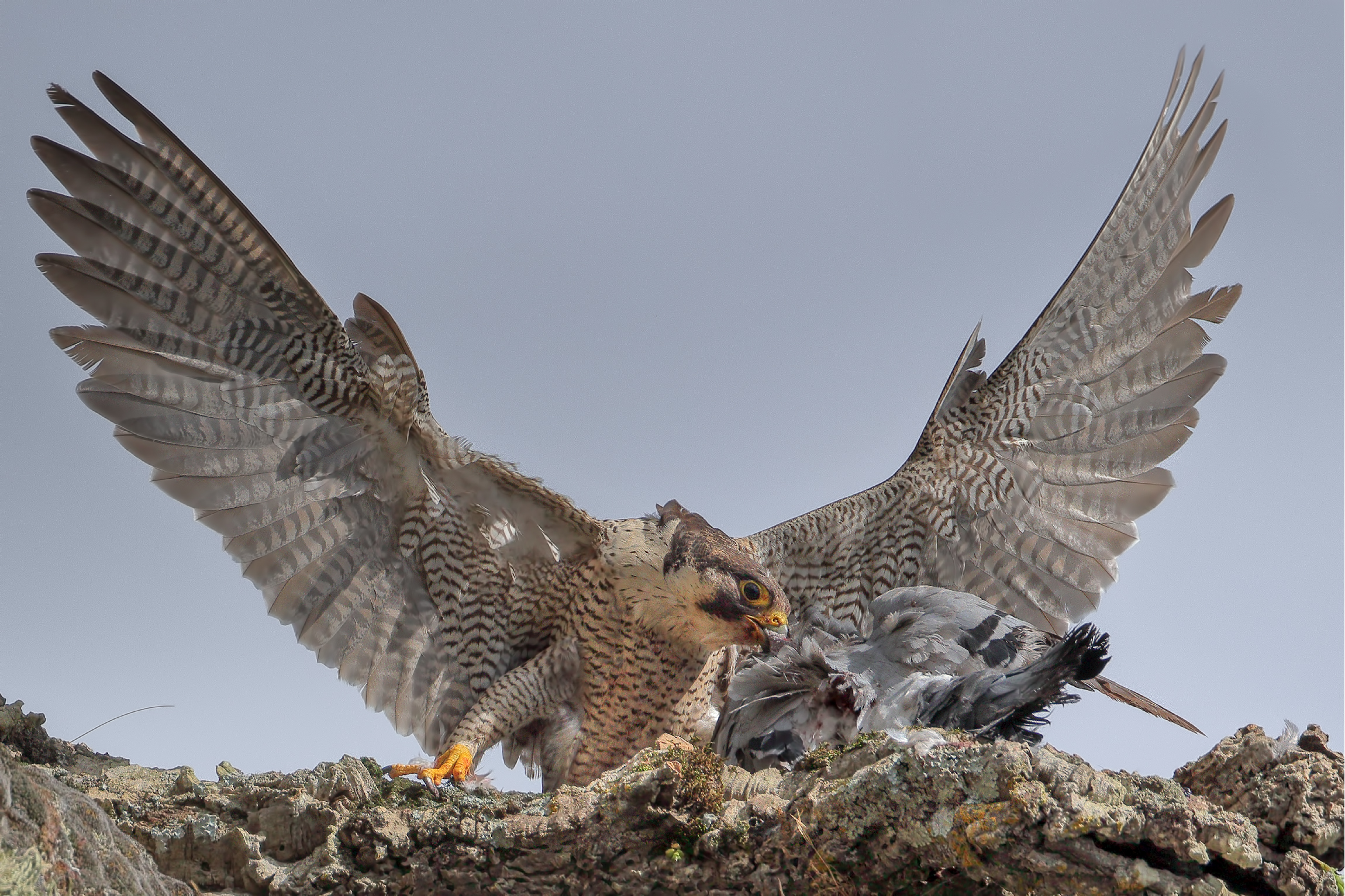 Godrano - Maggio 2016 ,Falco Pellegrino