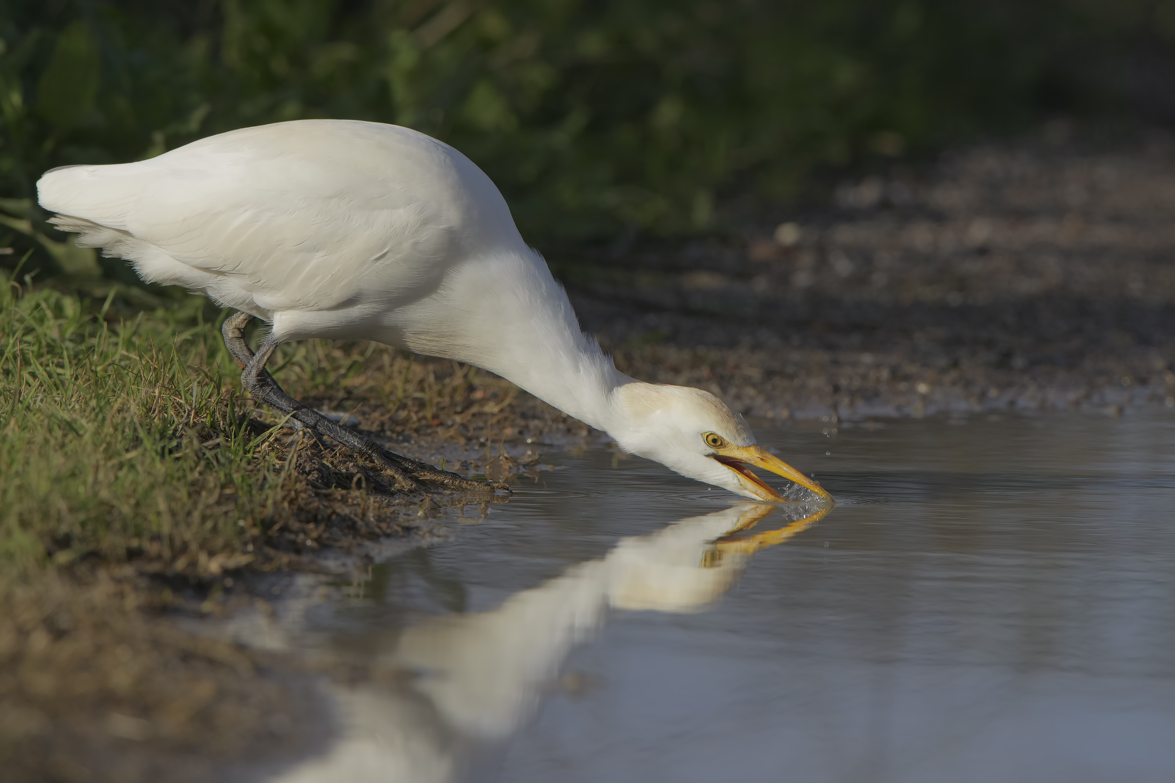 'guardabuoi' all'abbeverata