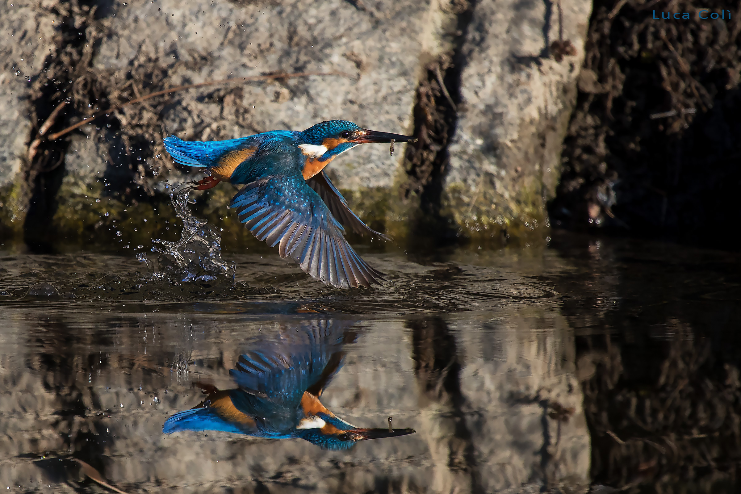 Kingfisher