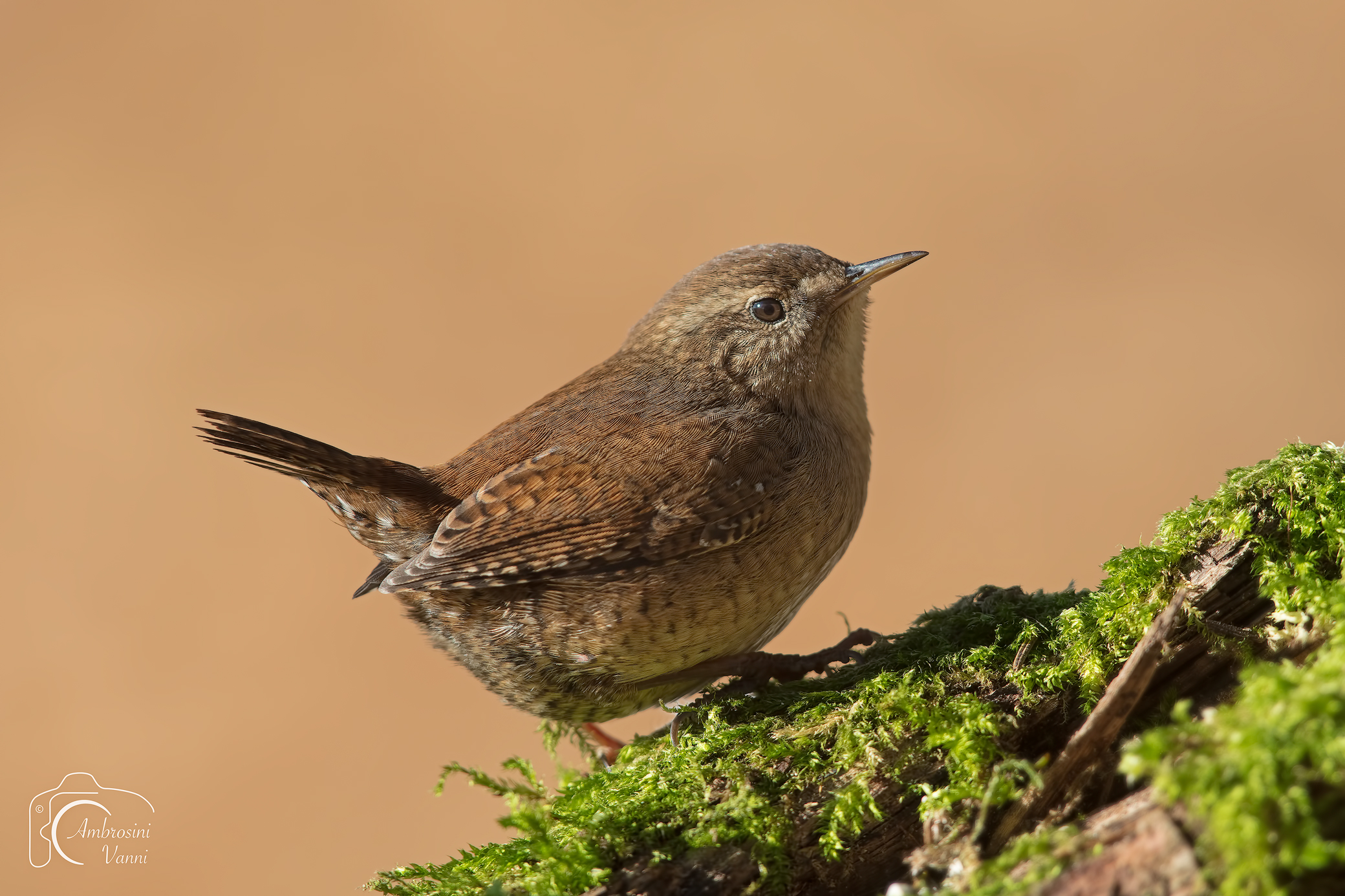 The smallest among the guests