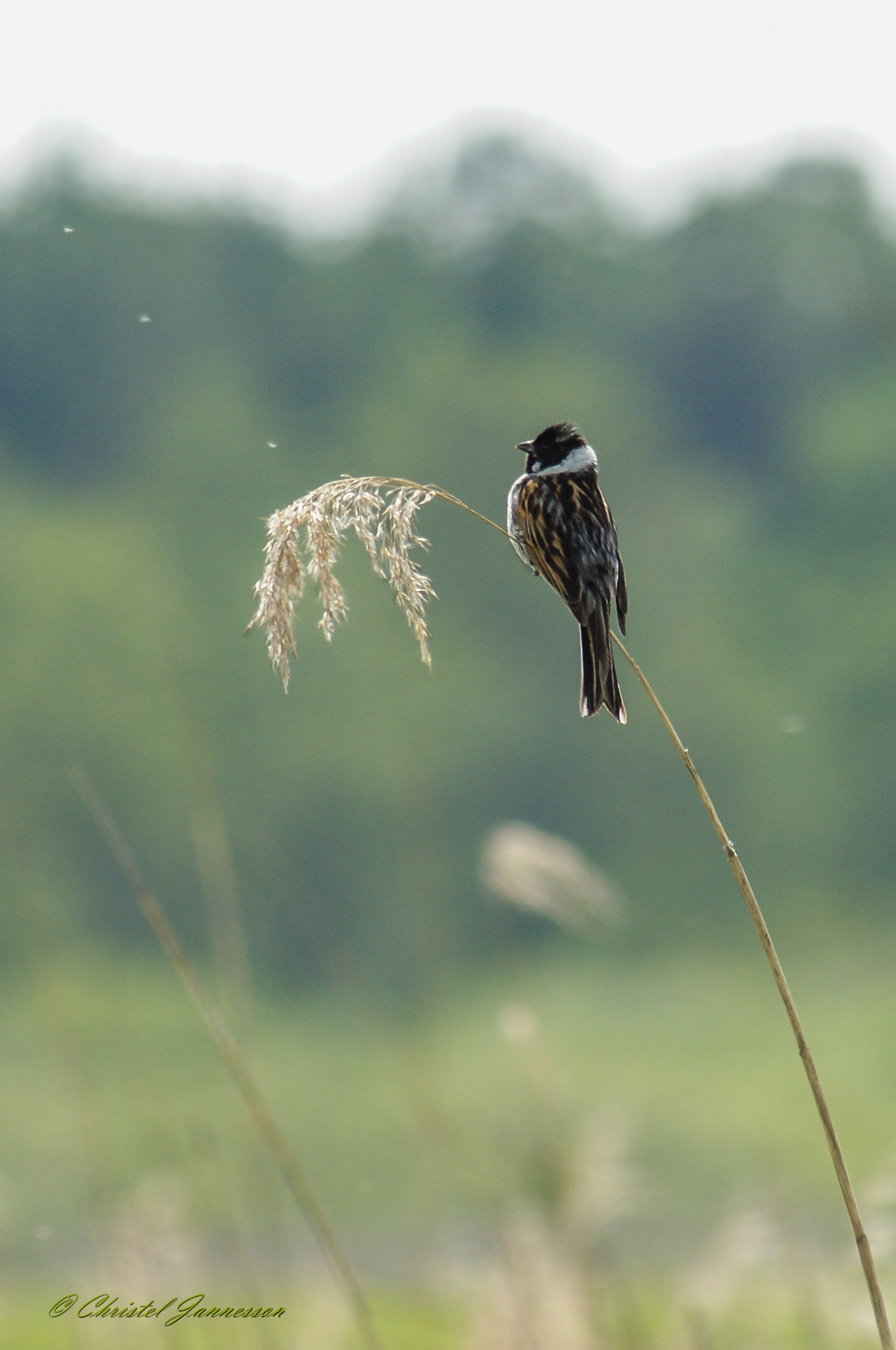 Reed Bunting - oscilla lentamente nella canna