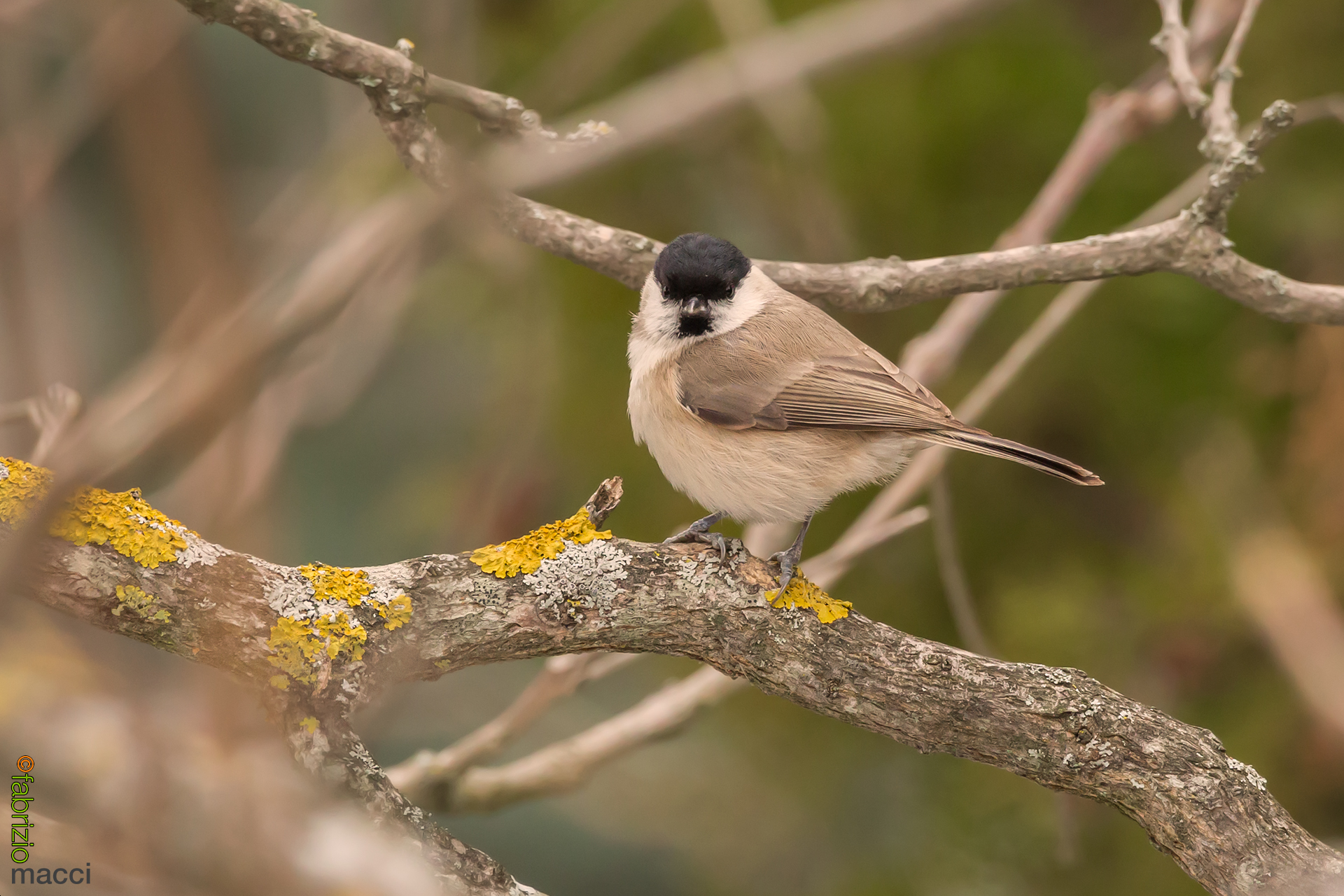 Blackcap