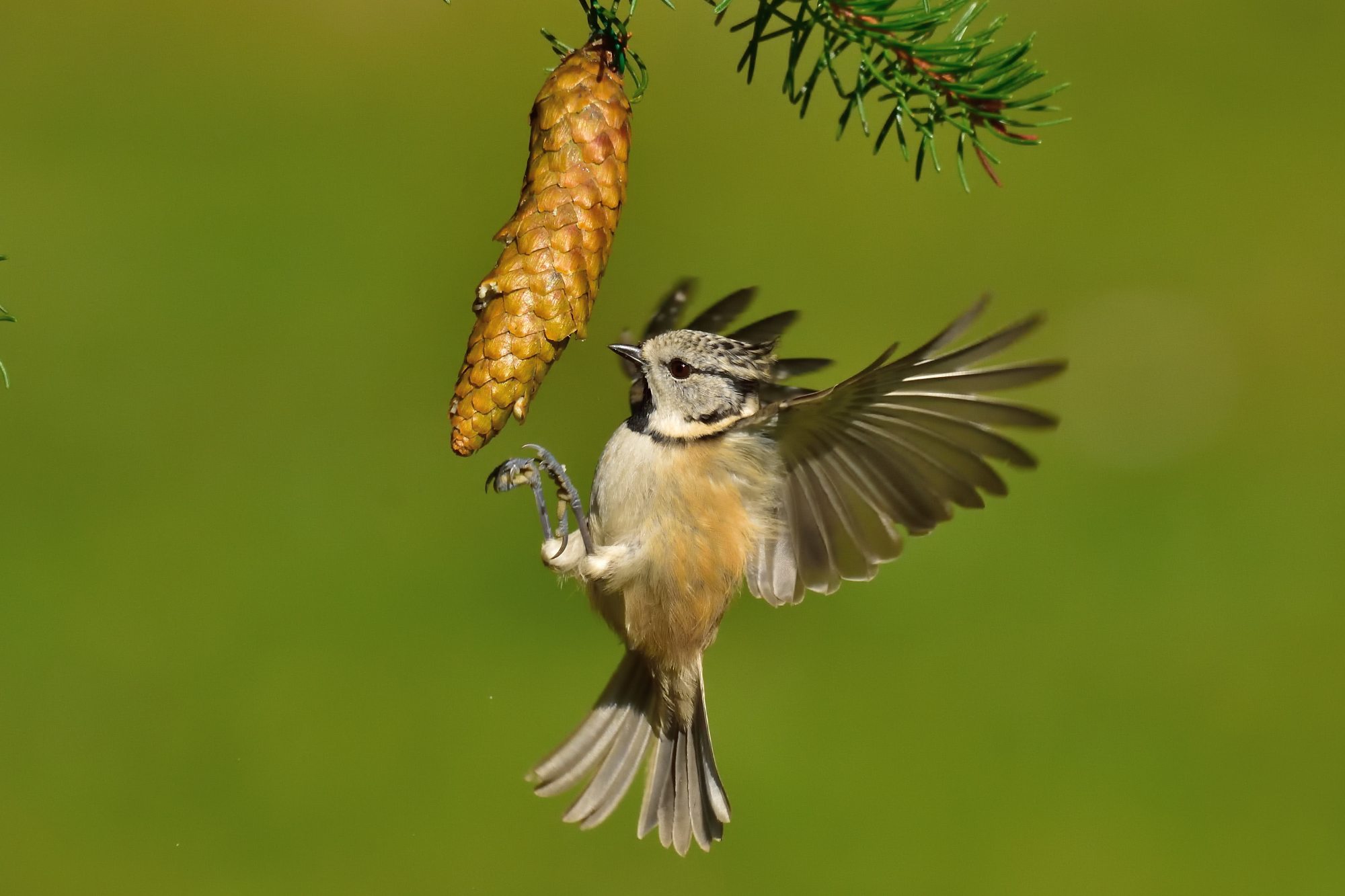 Crested tit