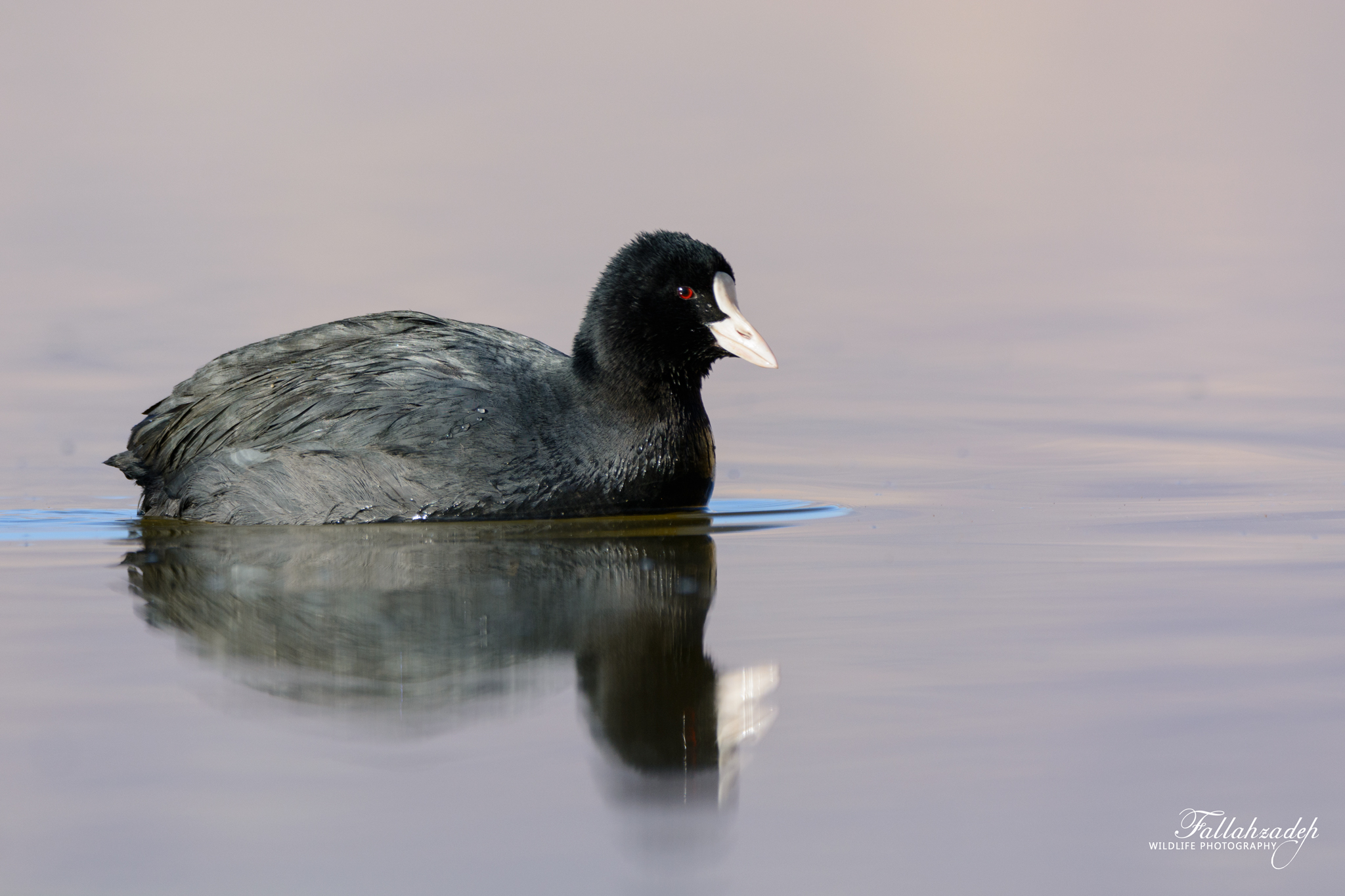 common coot
