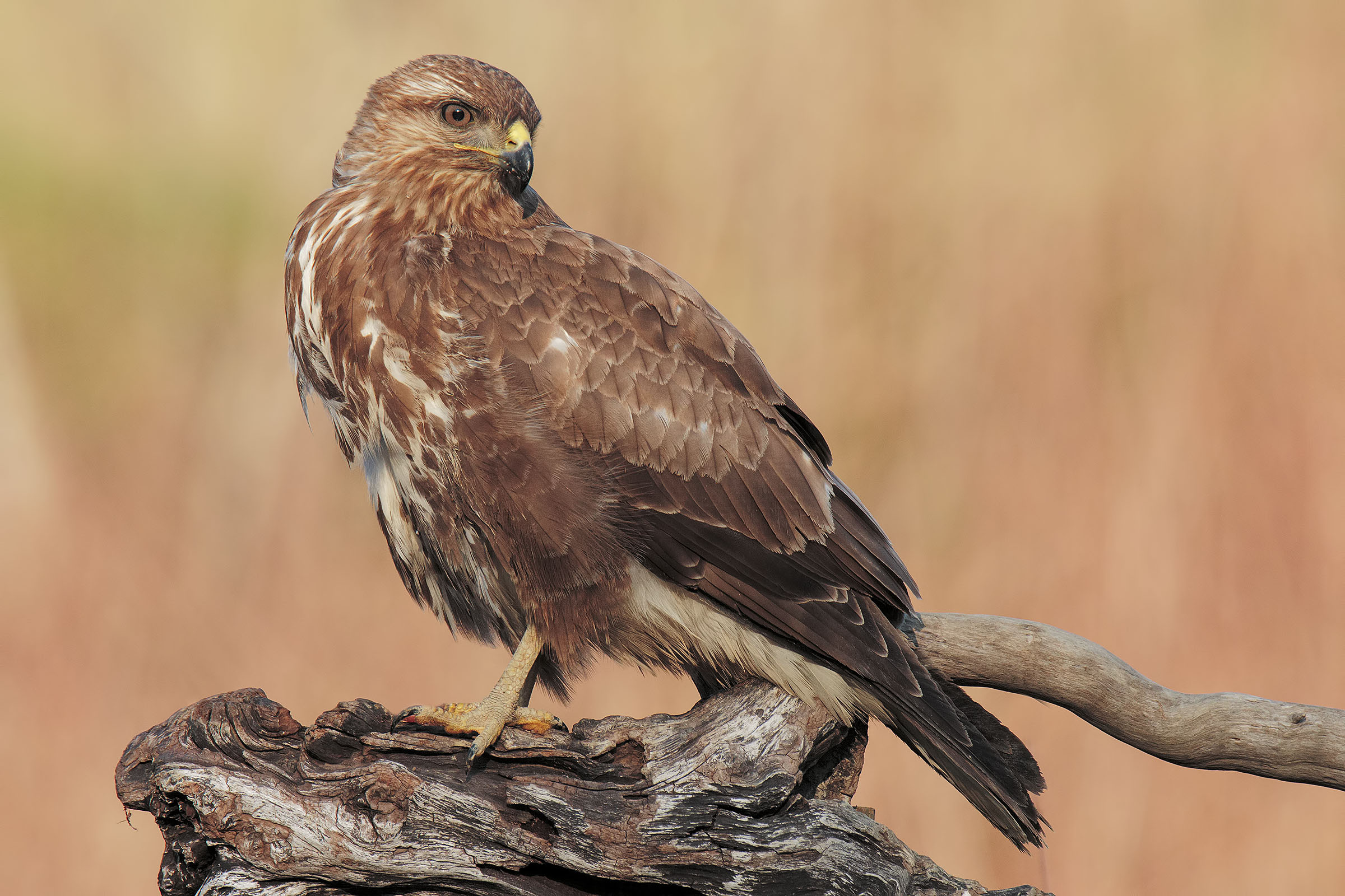 Finally I caught it !!!!