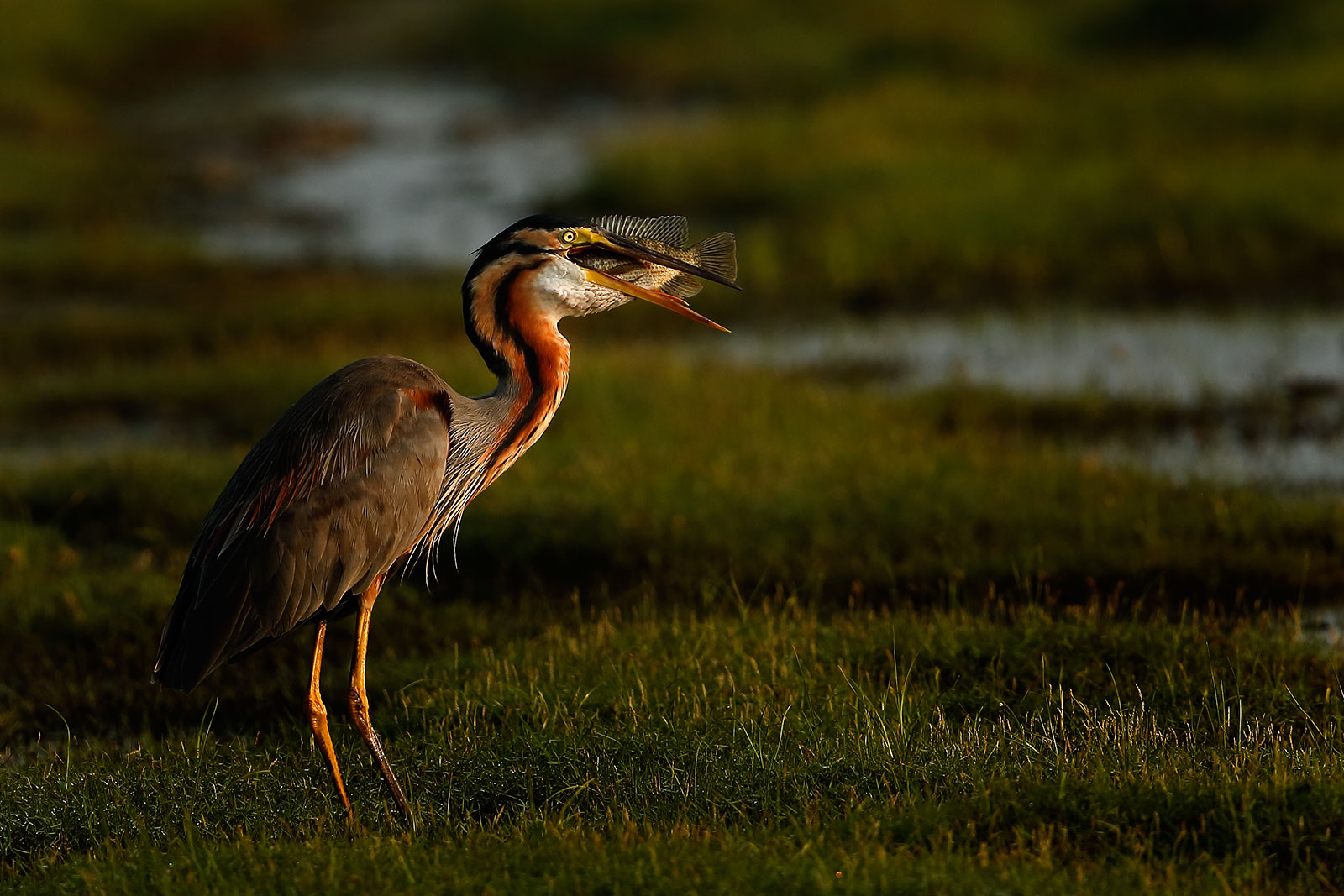 Purple Heron