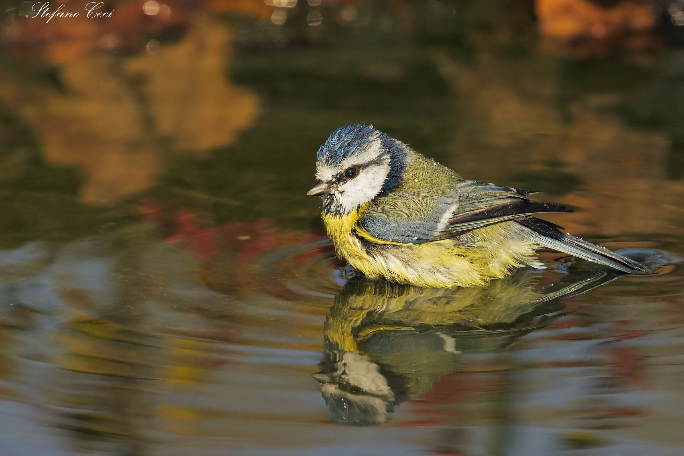Cinciarella al bagno